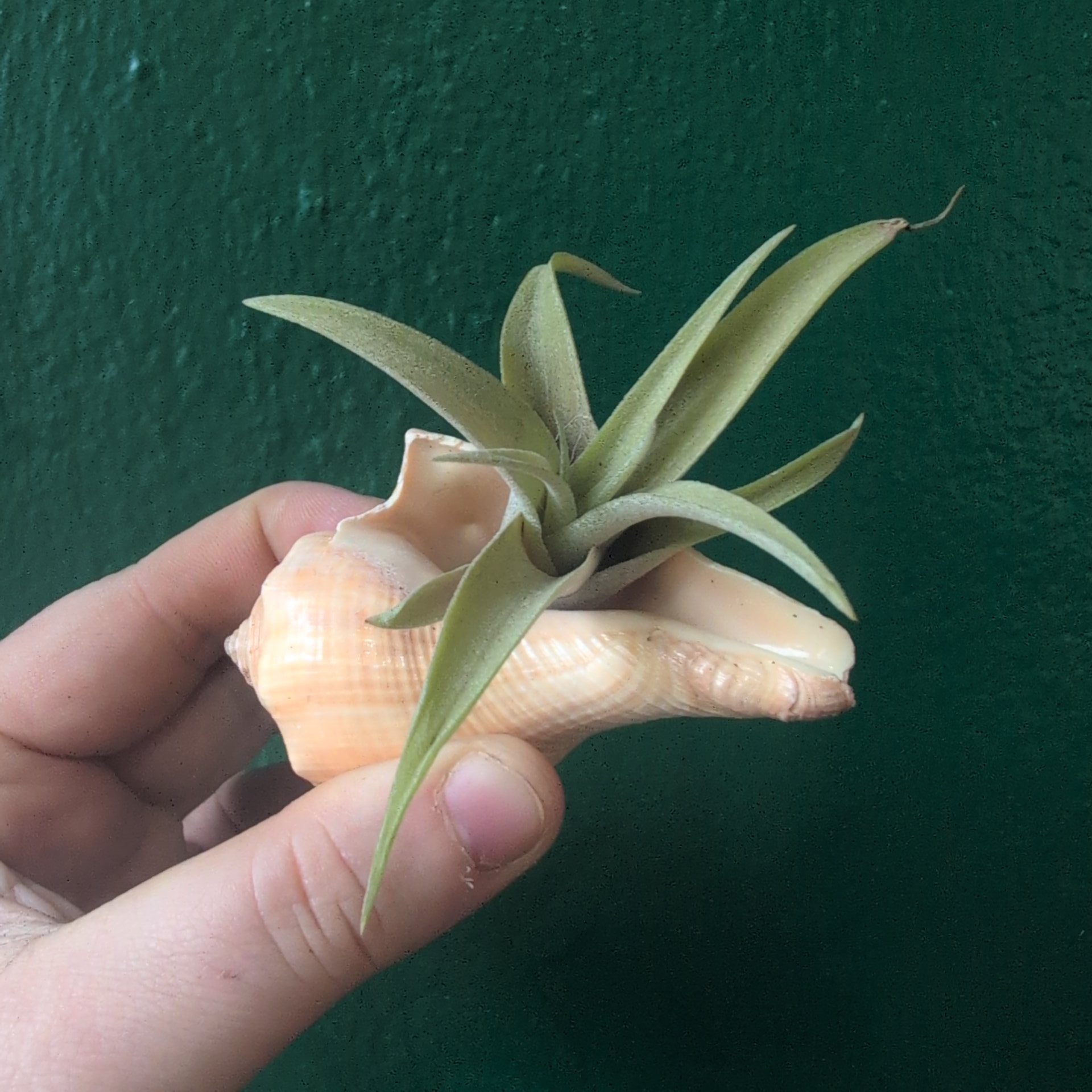 Tillandsia (Air Plant) in Channeled Whelk (Busycotypus canaliculatus) Shell