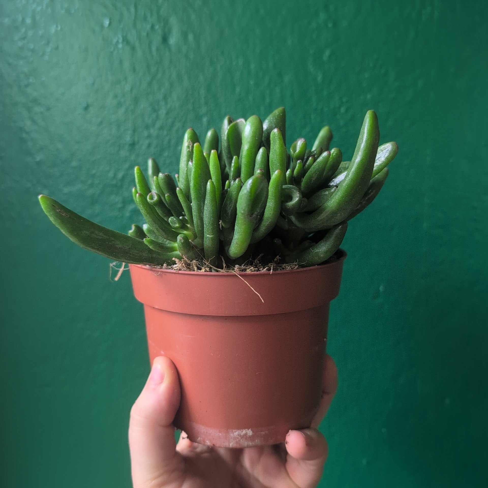 Crassula ovata &