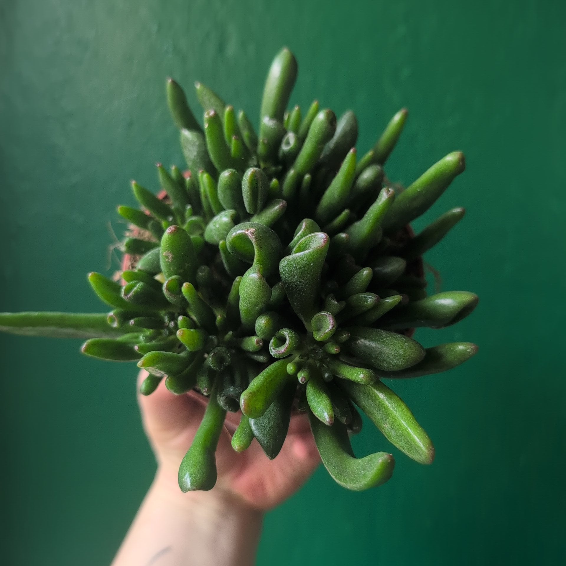 Crassula ovata &