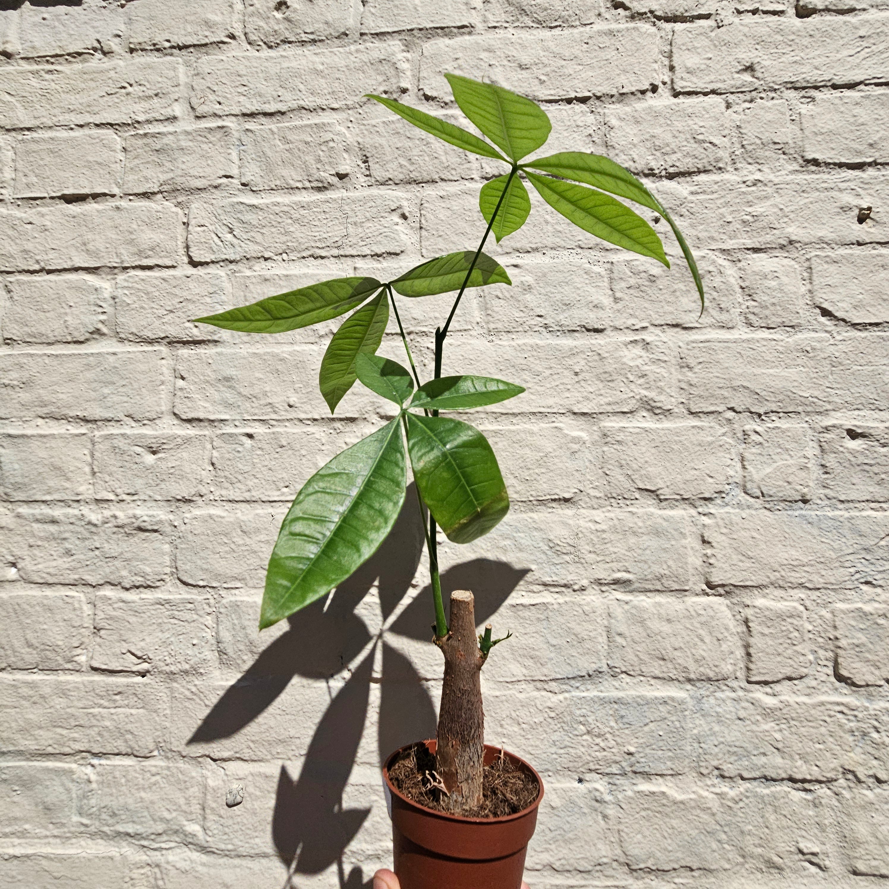 Pachira aquatica (Guiana Chestnut/ Money Tree)