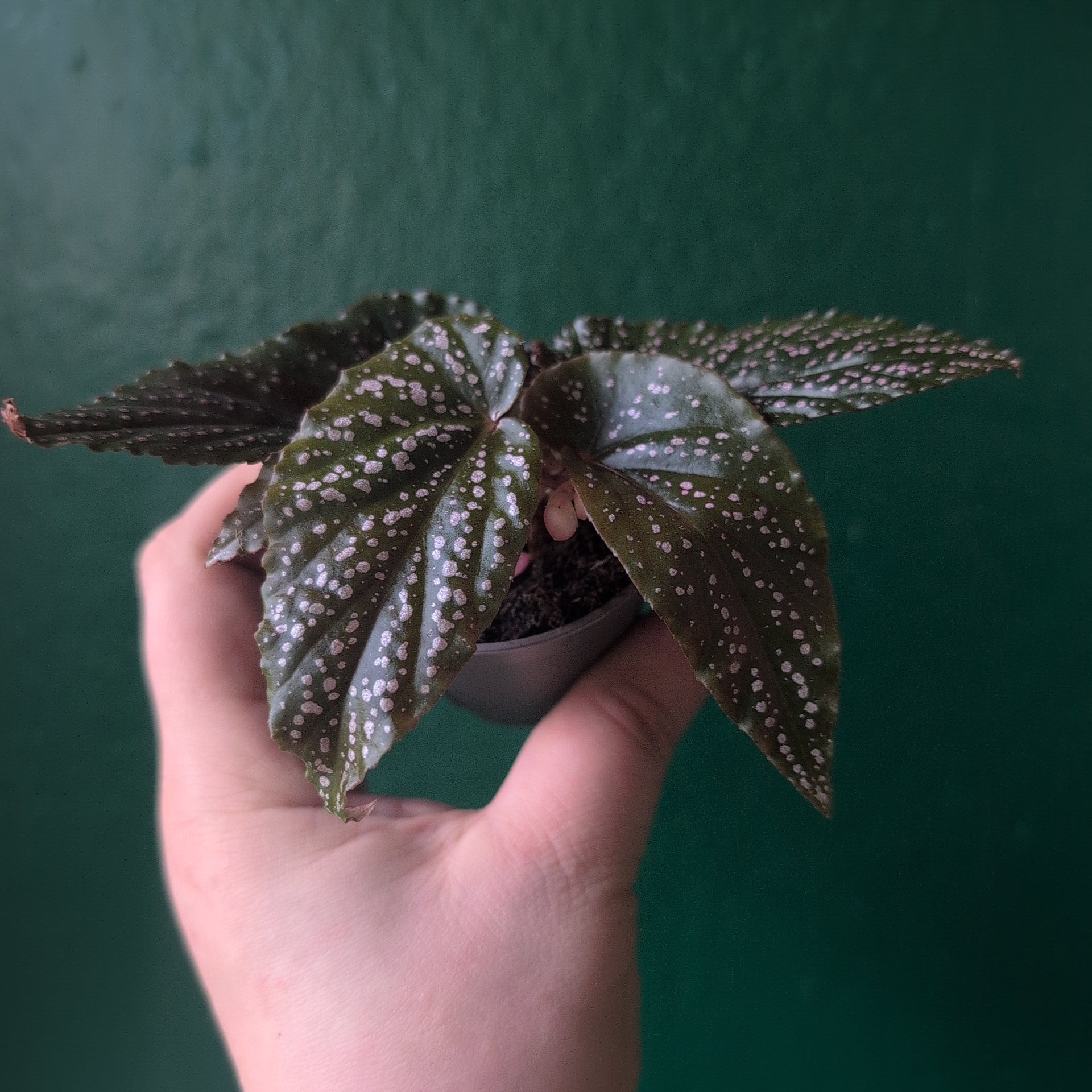 Angel Wing Begonias