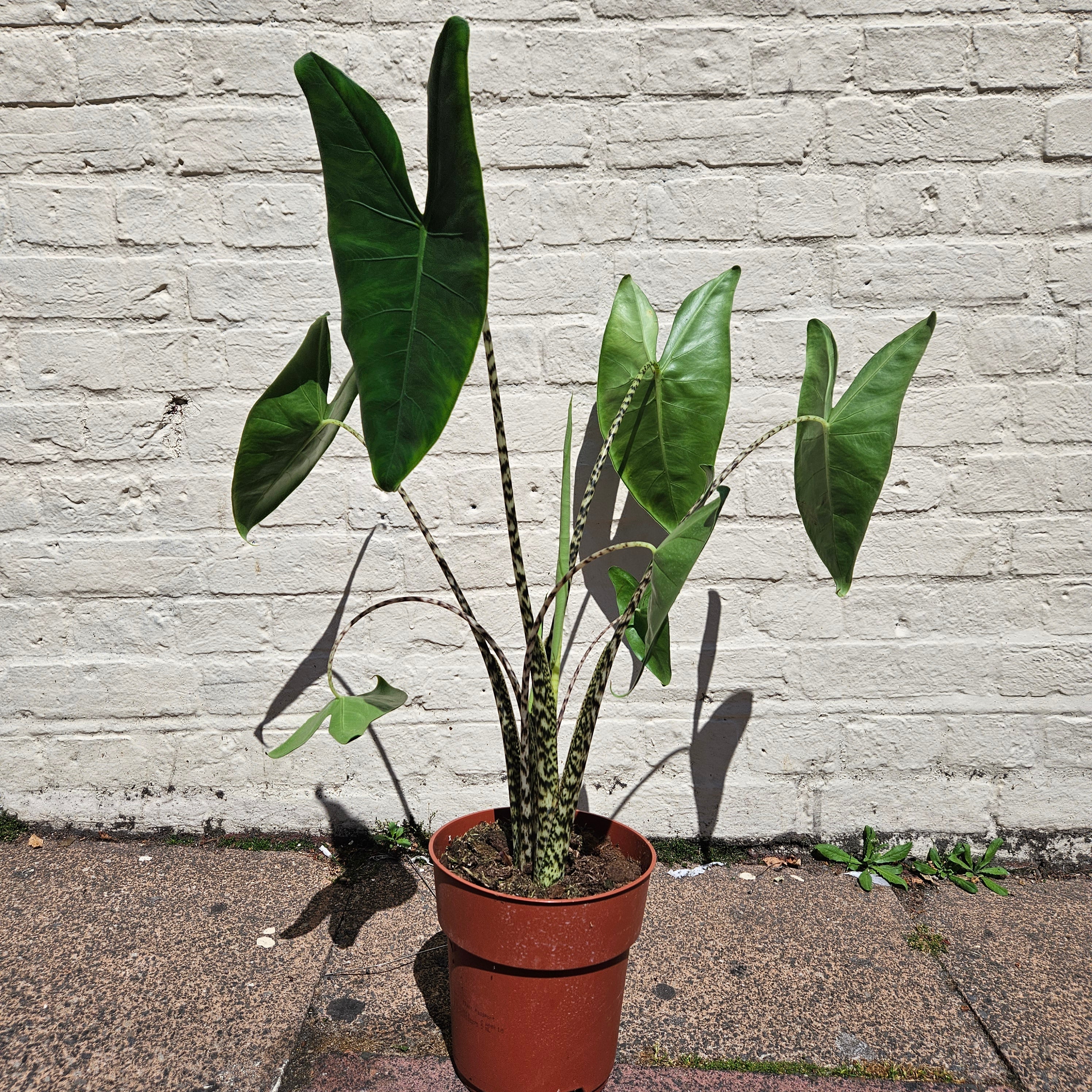 Alocasia zebrina (Elephant ear)
