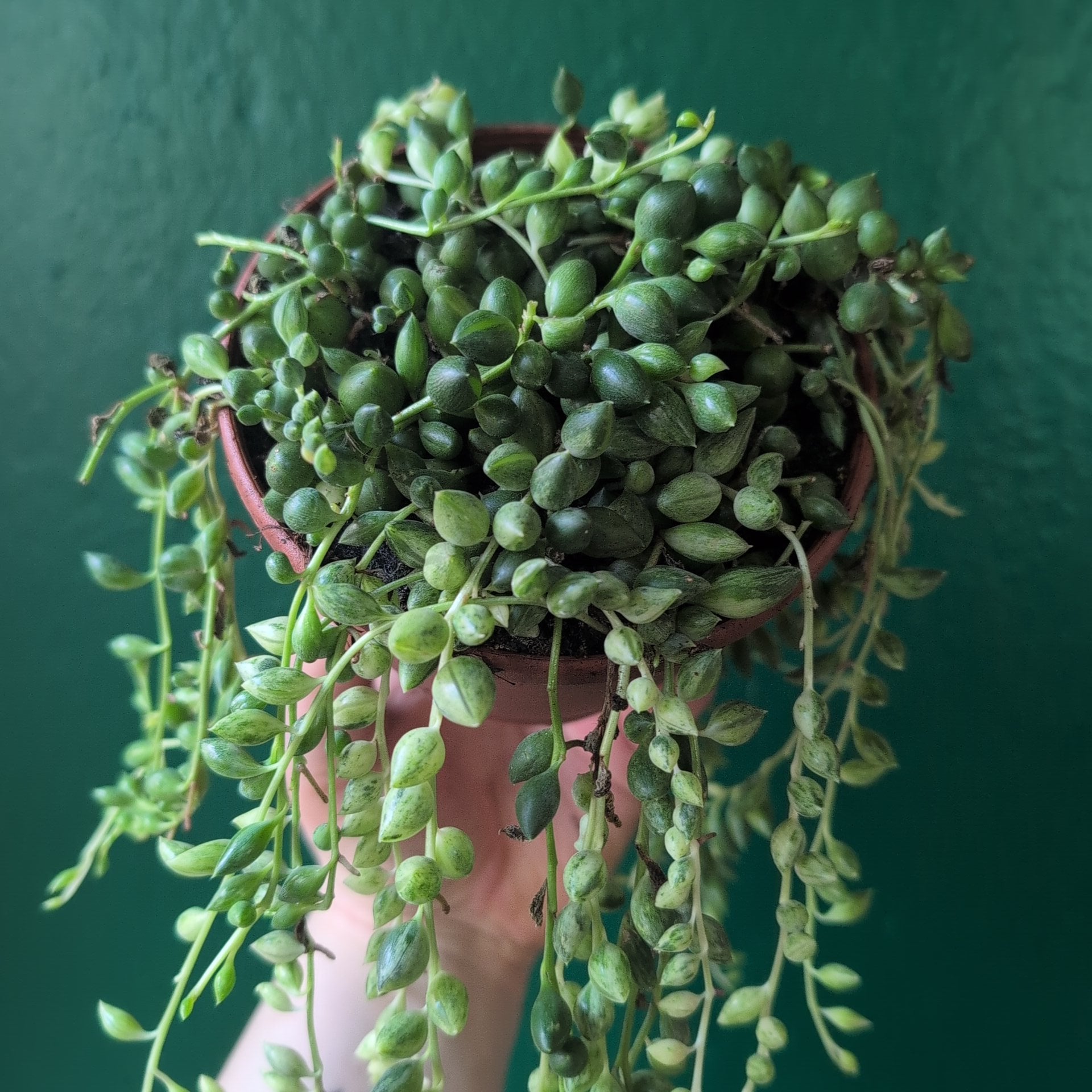 Curio variegated herreianus syn. Senecio variegated herreianus (String of pearls/ Succulent) in hanging pot (Copy)