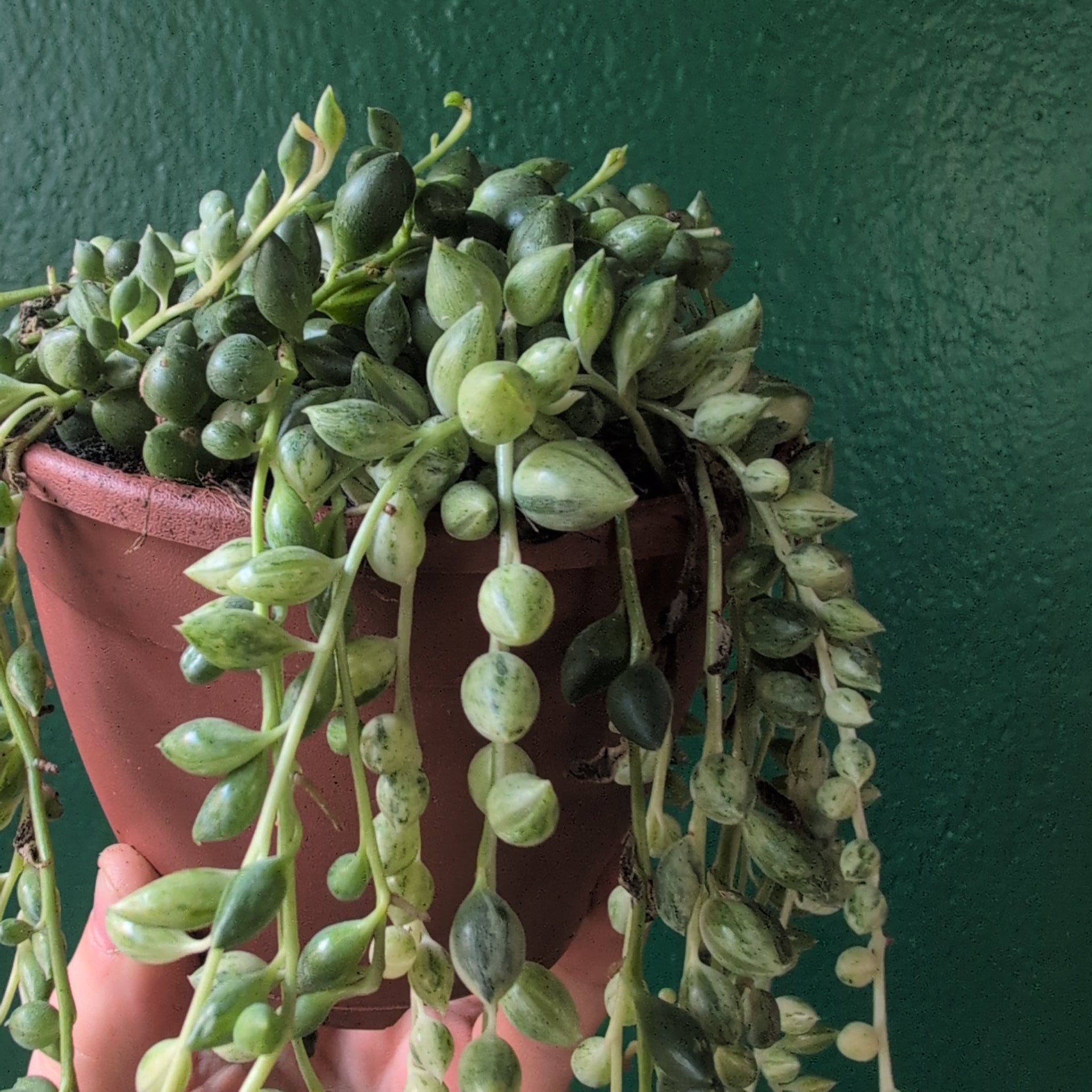 Curio variegated herreianus syn. Senecio variegated herreianus (String of pearls/ Succulent) in hanging pot (Copy)