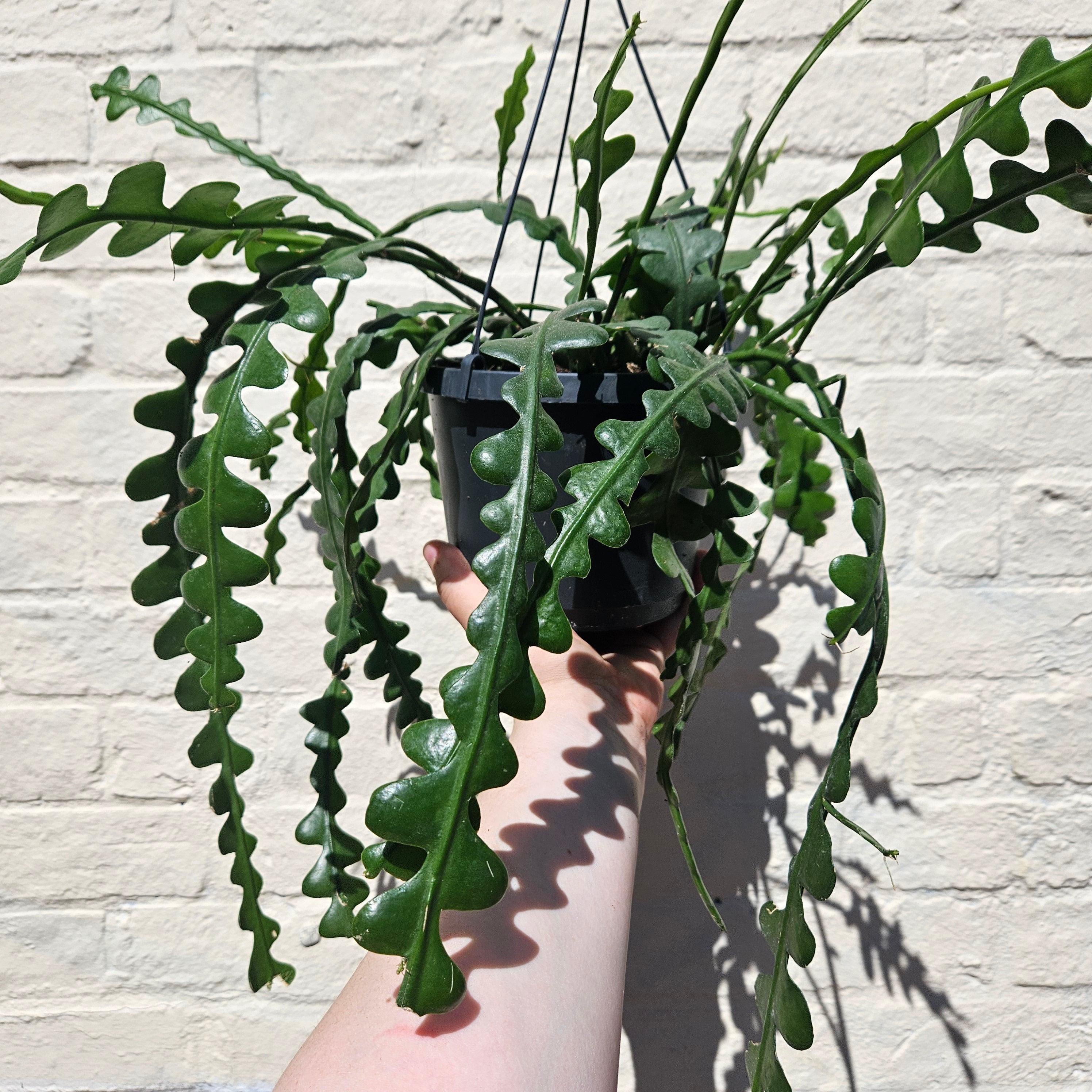 Disocactus anguliger syn. Epiphyllum anguliger (Fishbone Cactus)- Multiple sizes