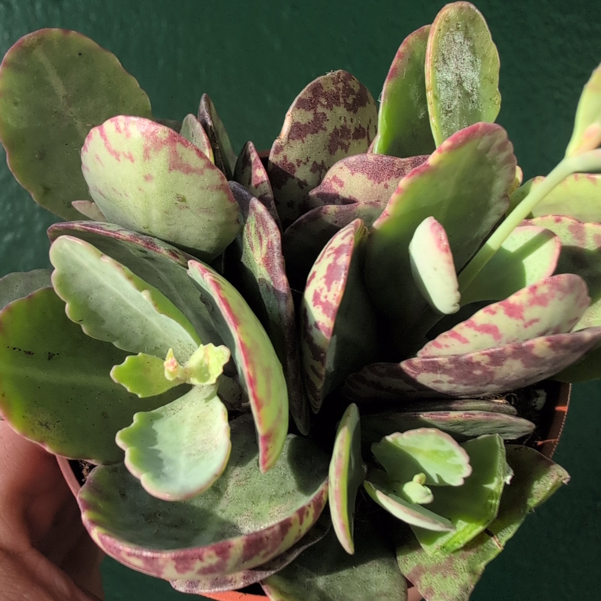 Kalanchoe marmorata (Leopard Plant)