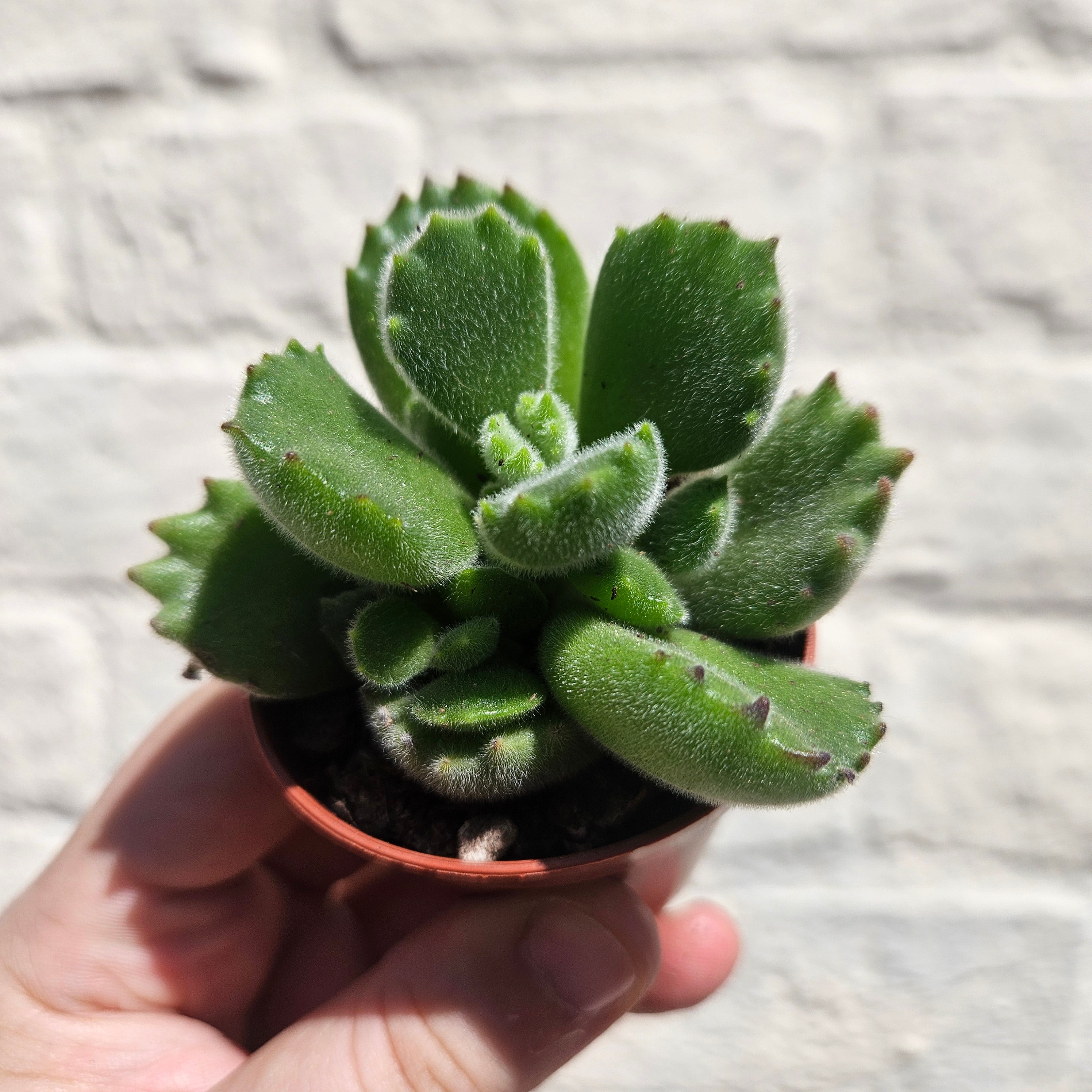 Cotyledon tomentosa &