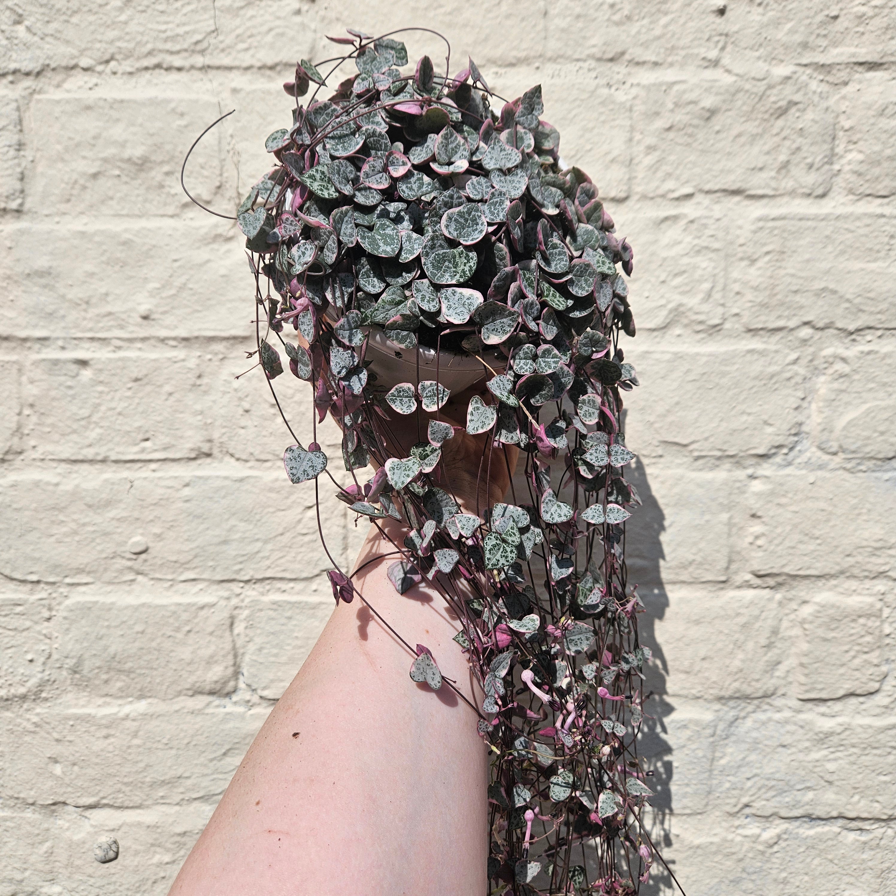 Ceropegia woodii (Variegated String of Hearts/ Rosary Vine)