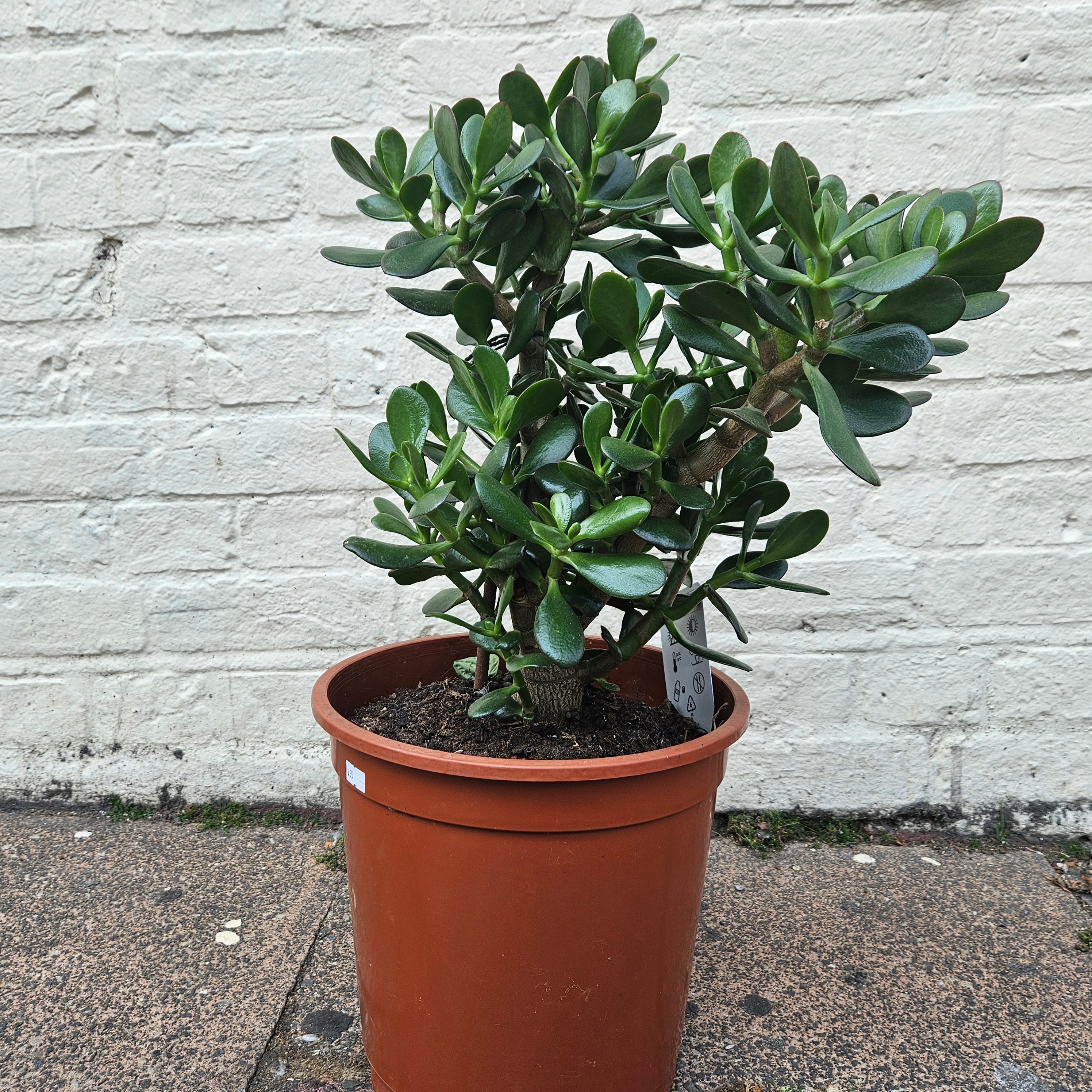 Crassula ovata (Jade plant/Succulent)