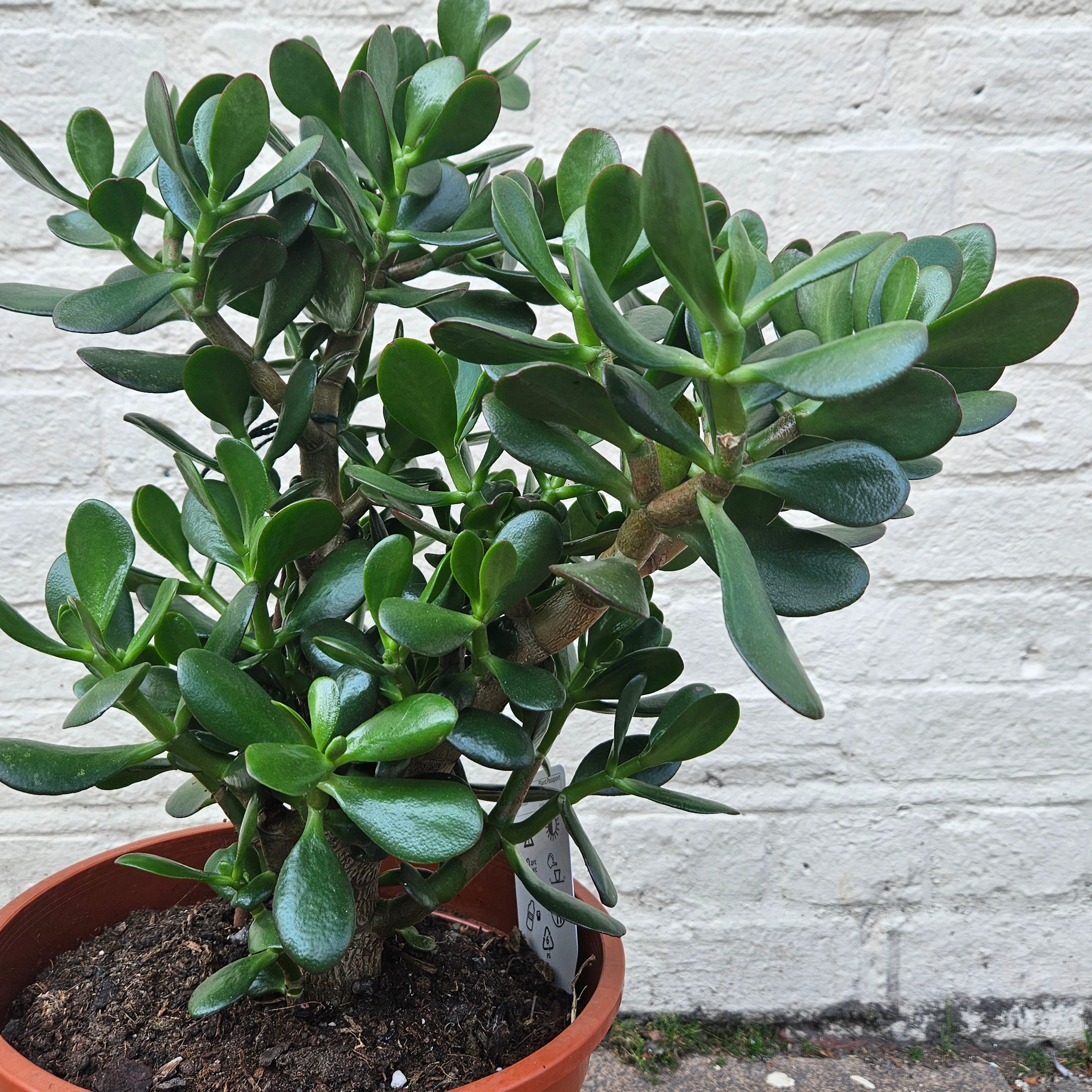 Crassula ovata (Jade plant/Succulent)