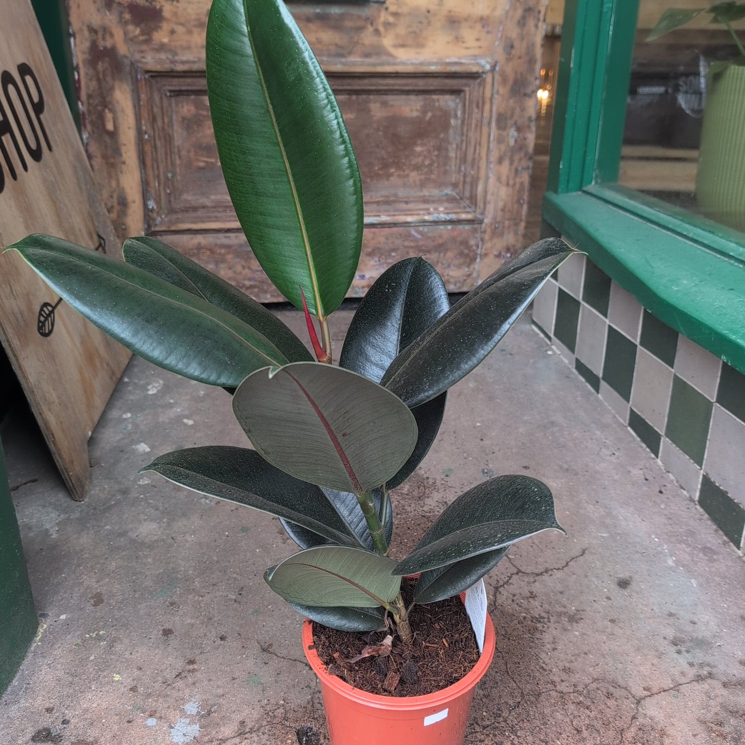 Ficus elastica (Rubber Plant)