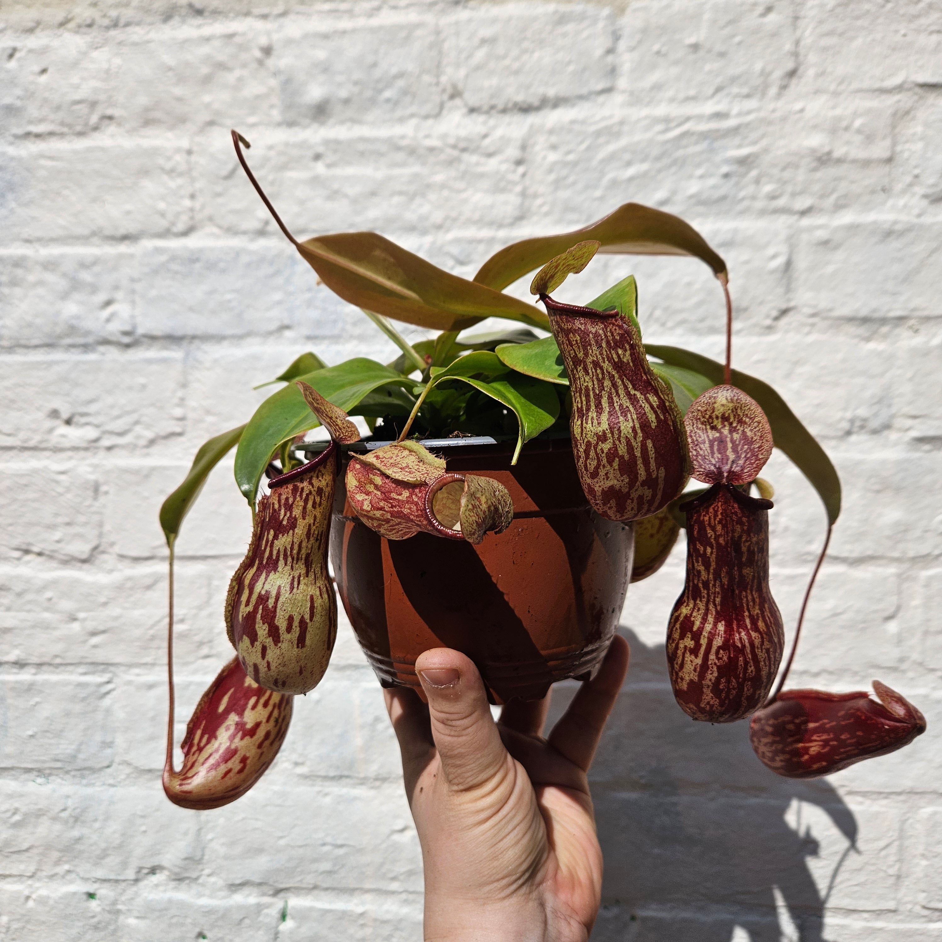 Nepenthes &