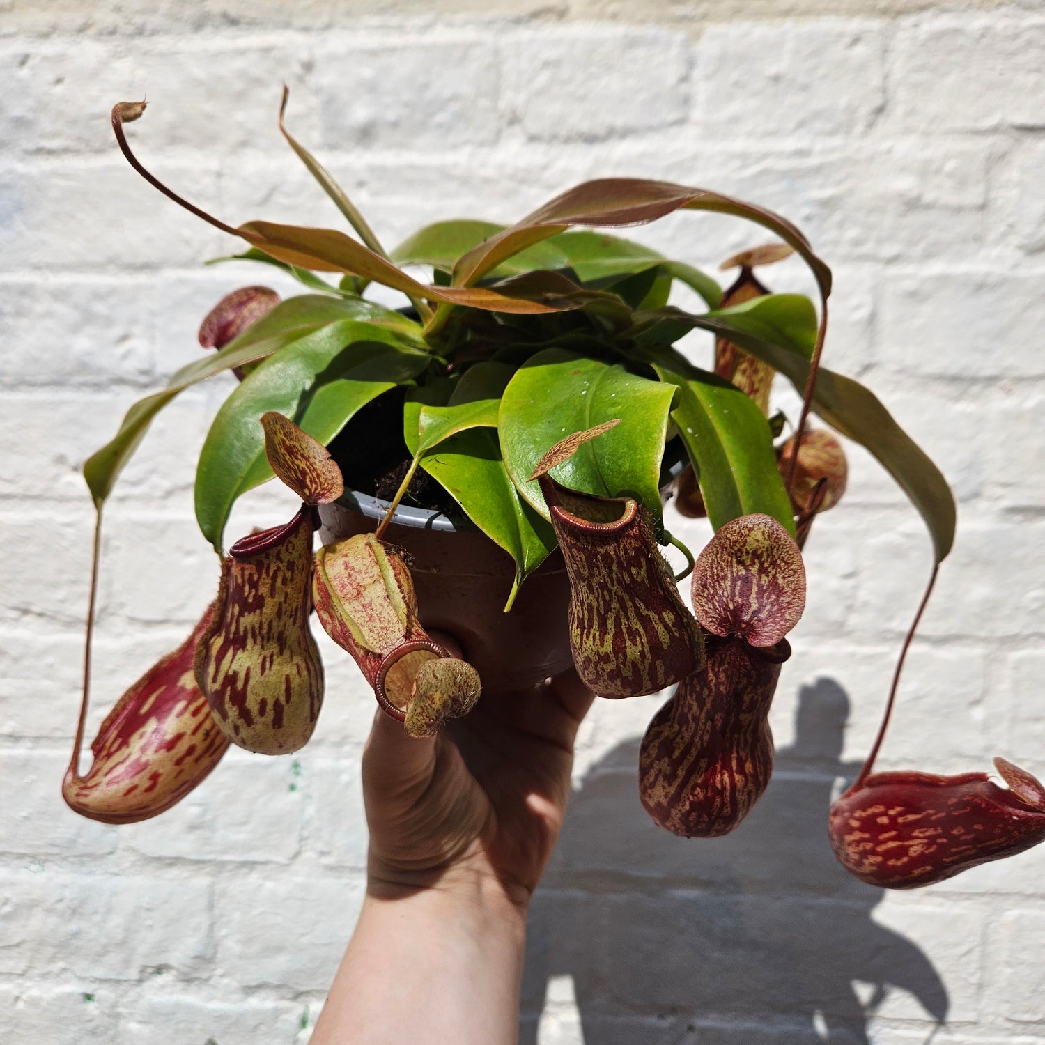 Nepenthes (Monkey Cups)