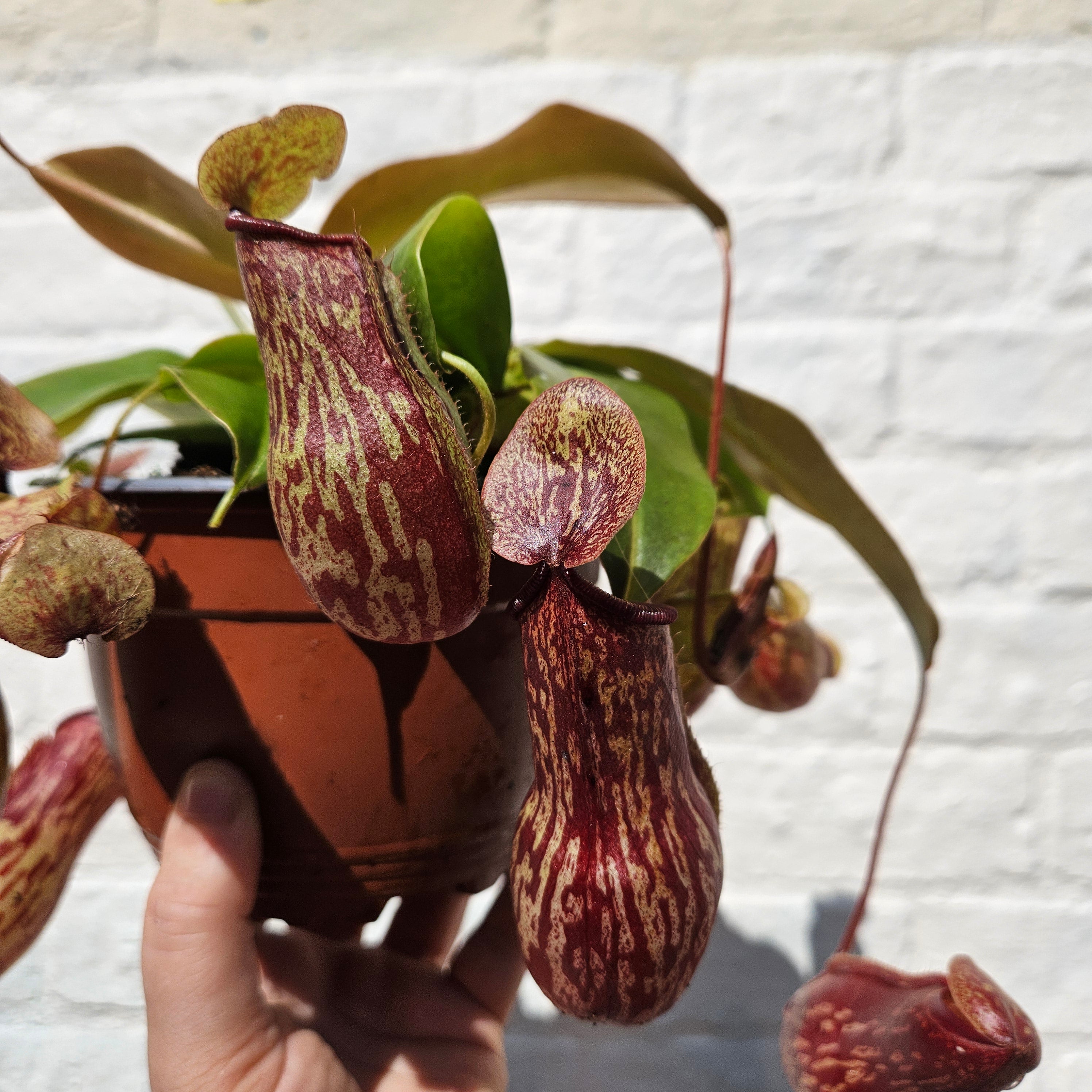 Nepenthes &