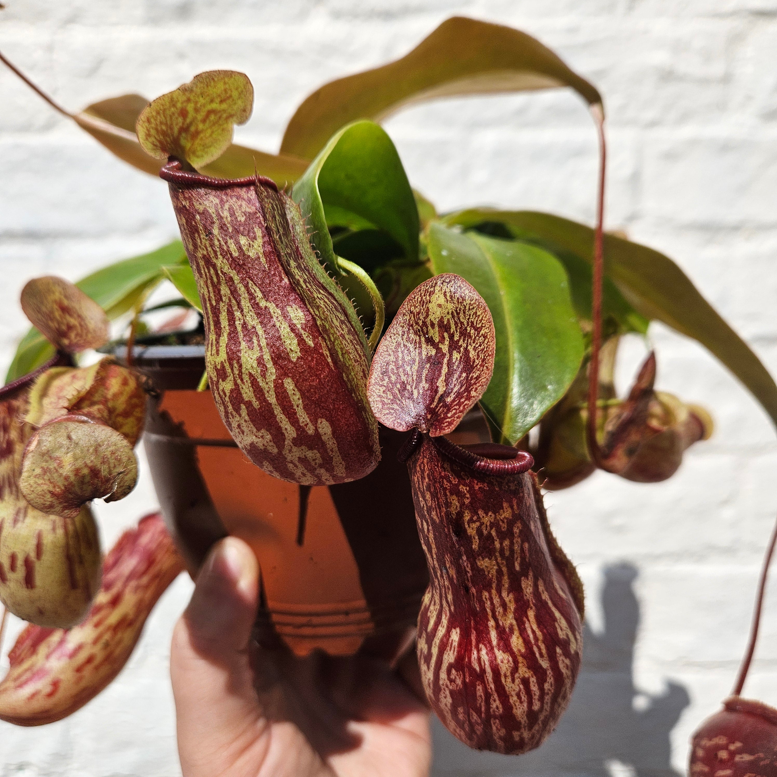Nepenthes &