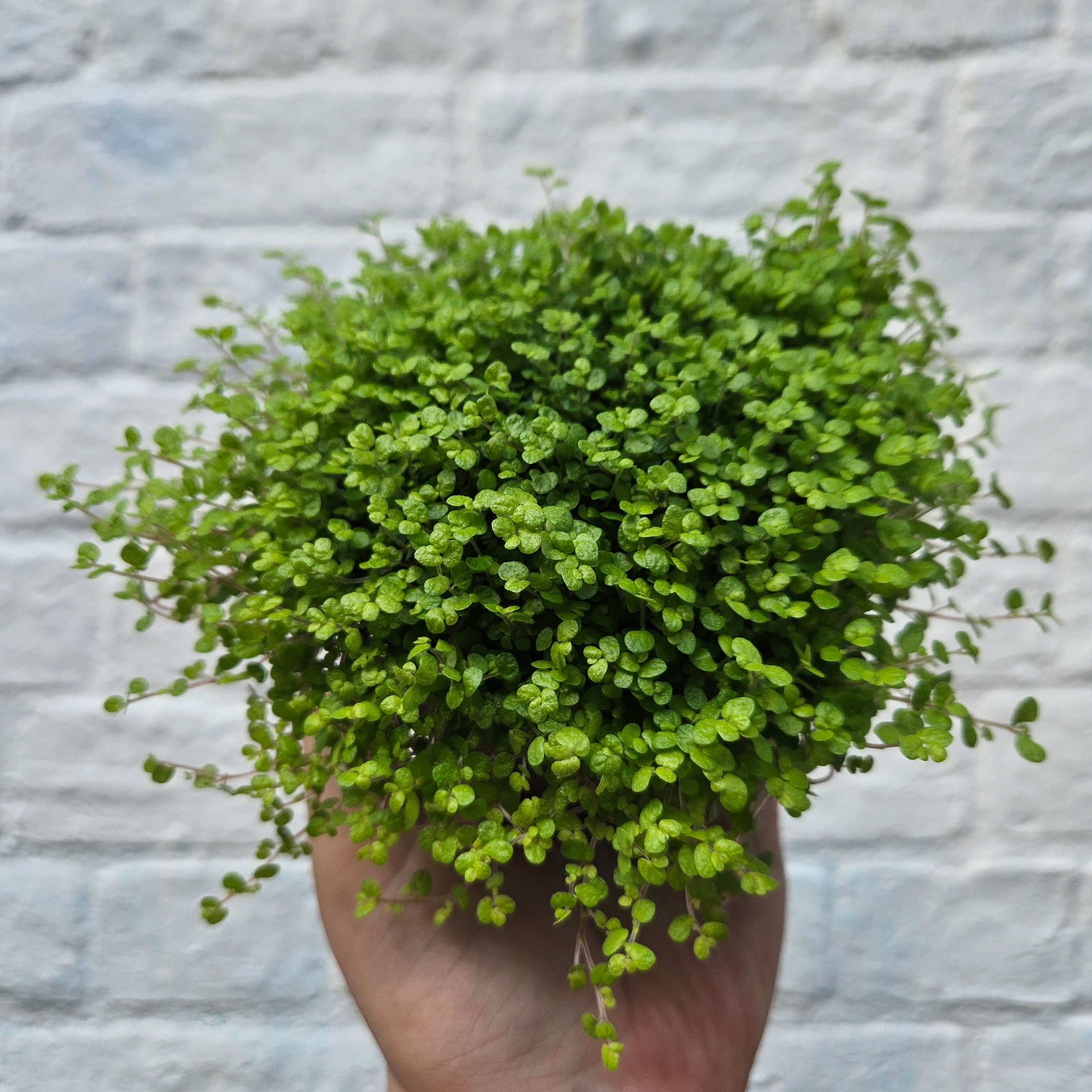 Soleirolia soleirolii (Mind Your Own Business)