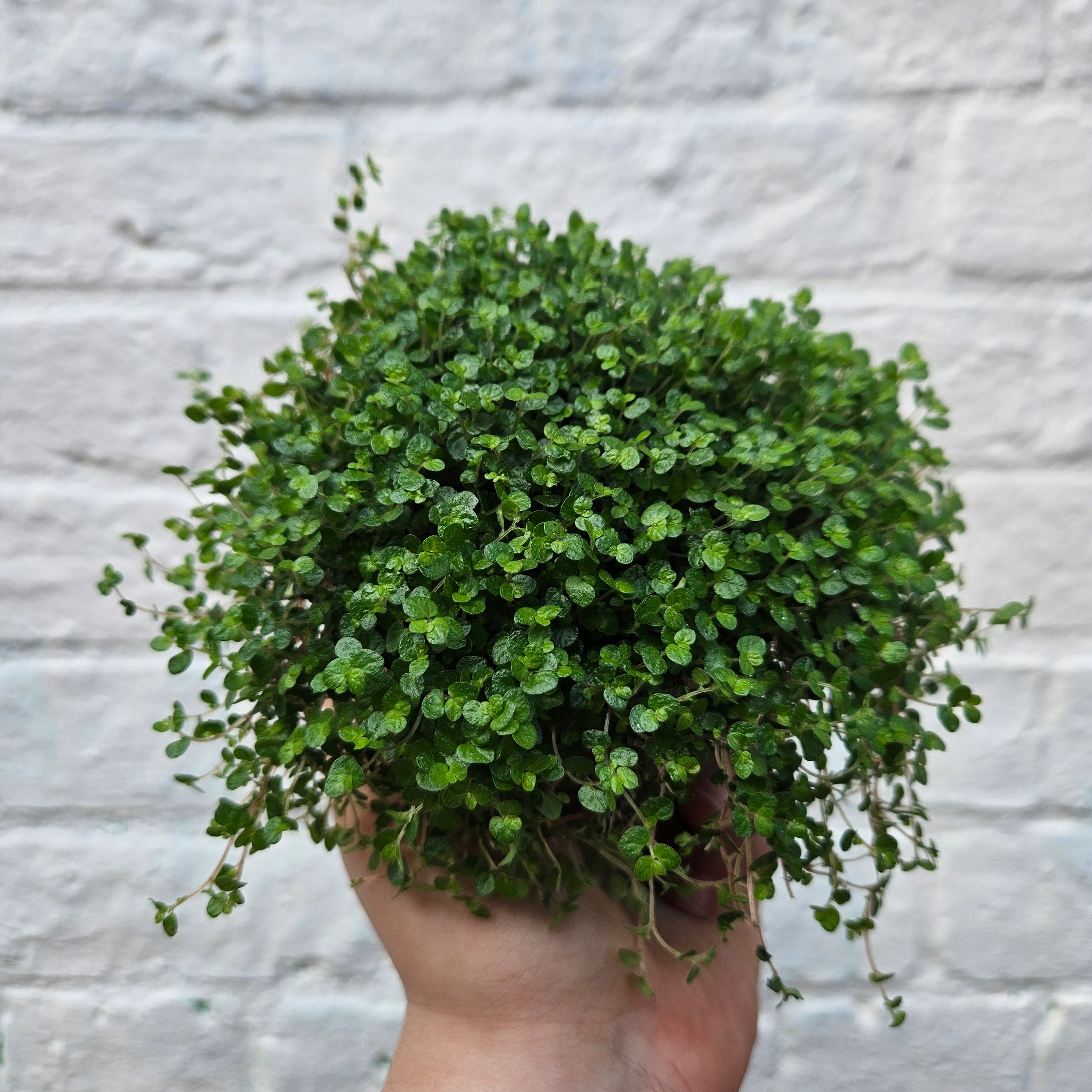 Soleirolia soleirolii (Mind Your Own Business)
