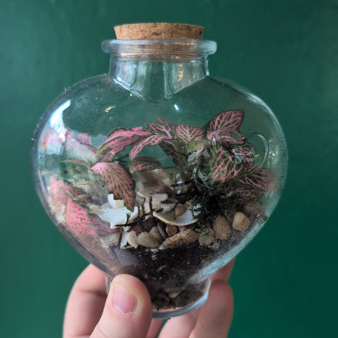 Heart Terrariums