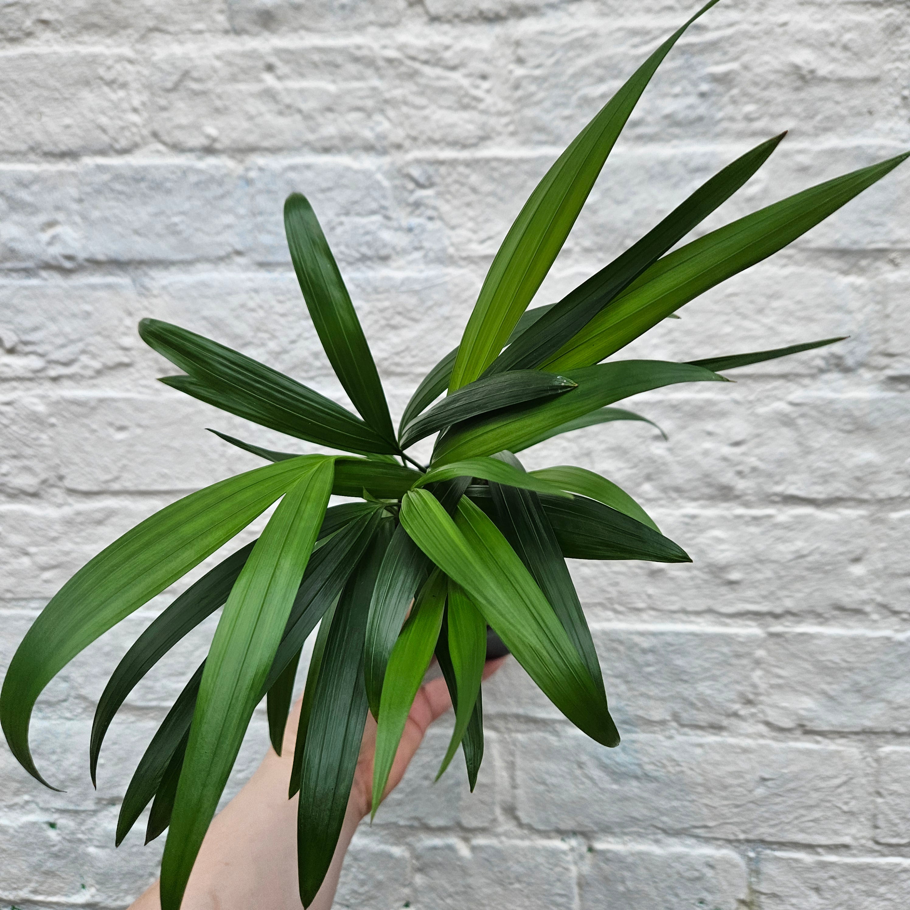 Dypsis lutescens (Areca palm/ Butterfly palm)