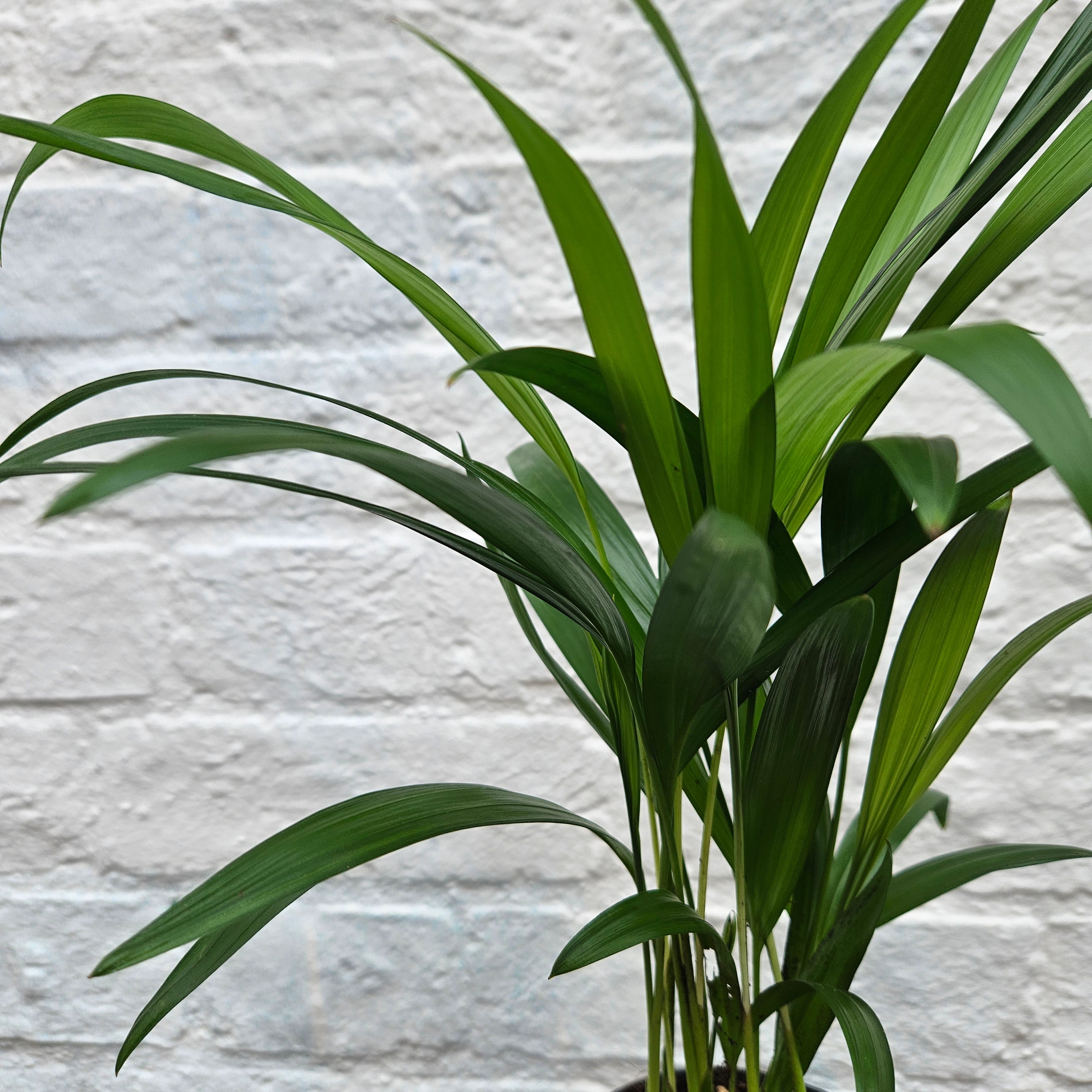 Dypsis lutescens (Areca palm/ Butterfly palm)