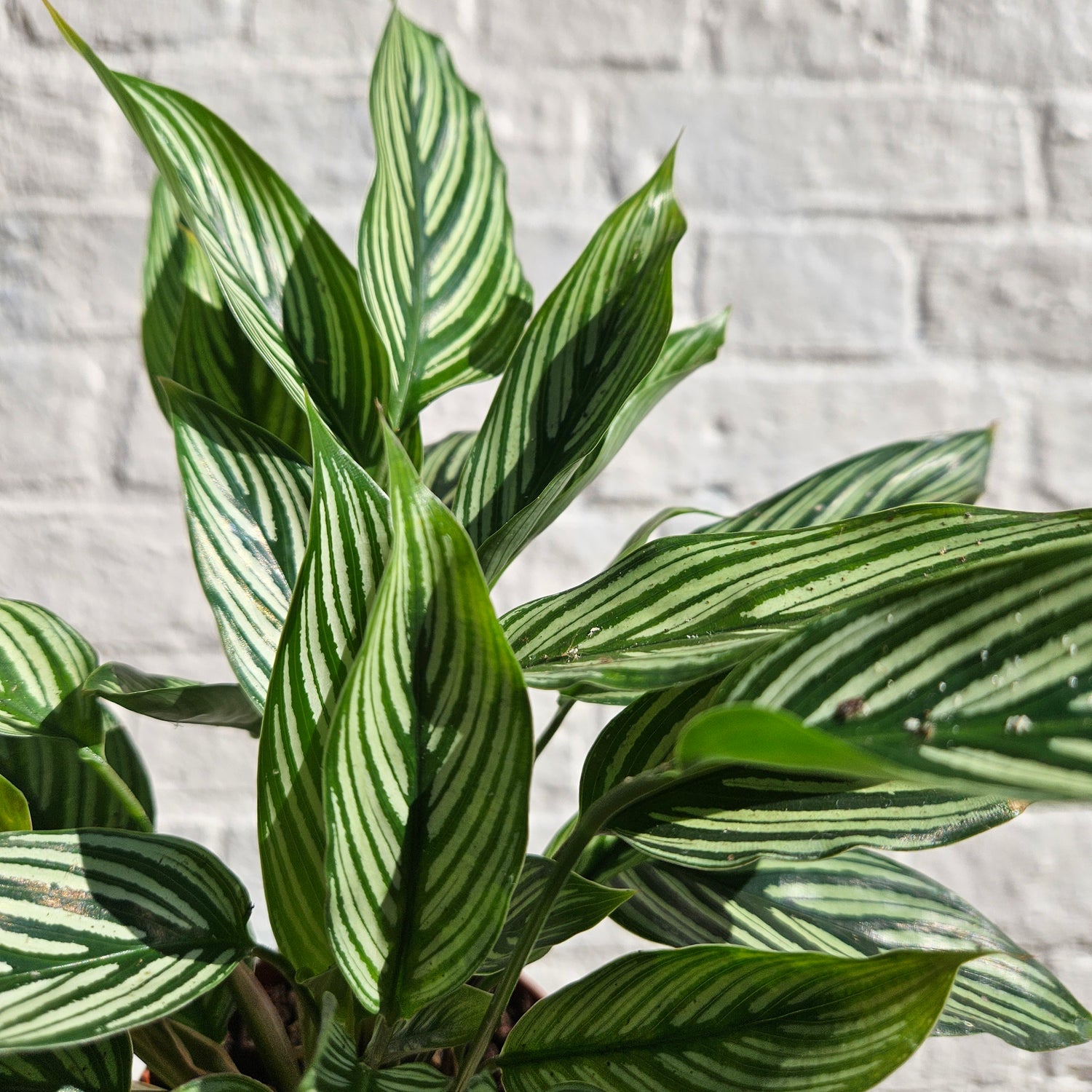 Goeppertia Elliptica syn. Calathea Vittata Prayer Plant)