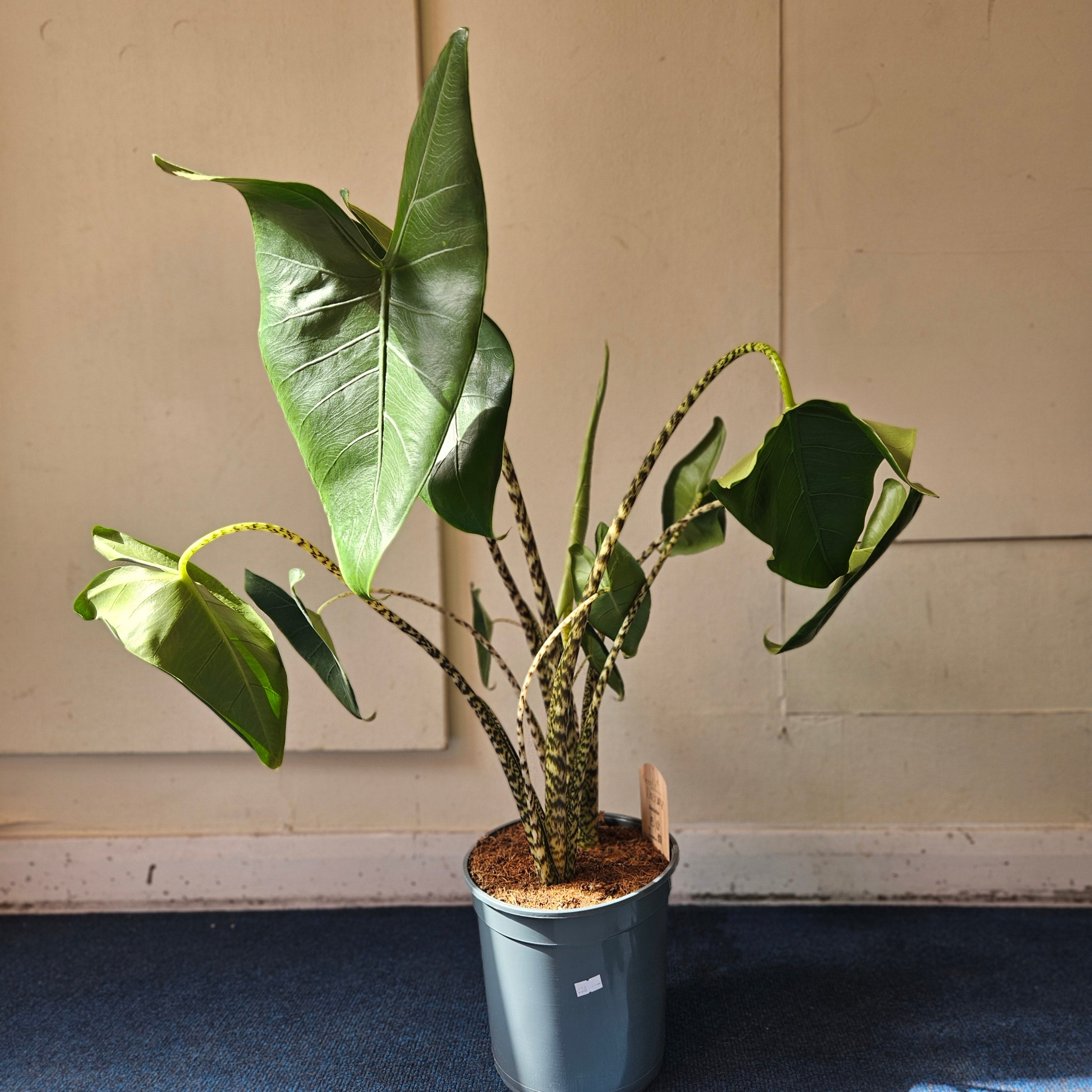 Alocasia zebrina (Elephant ear)