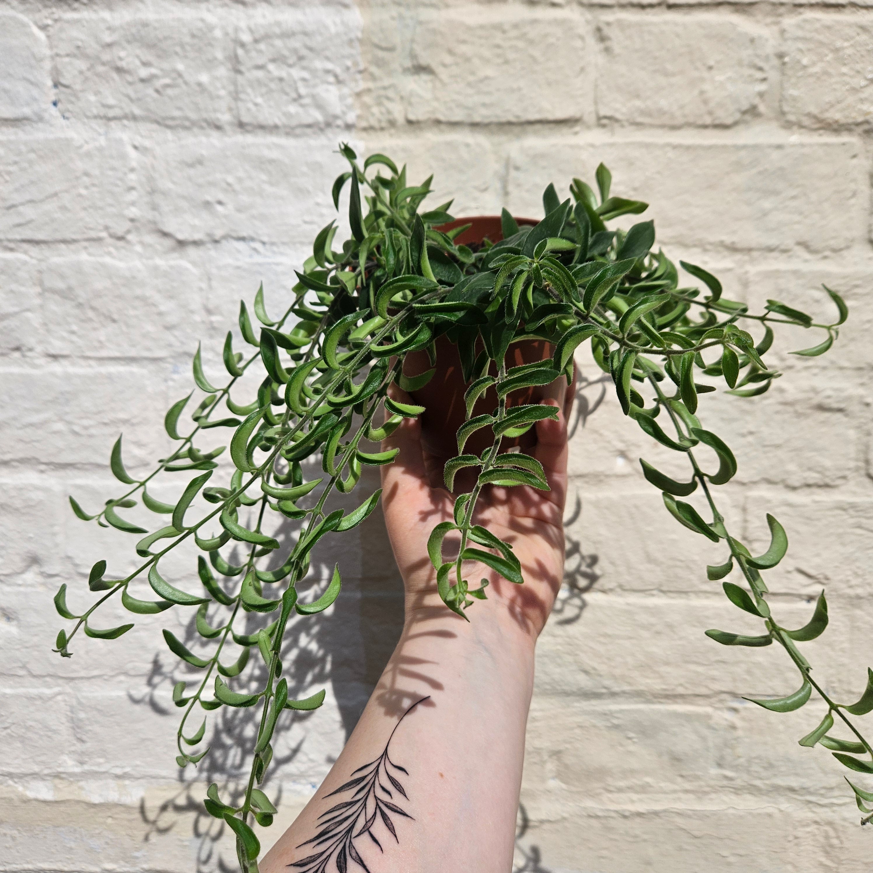 Aeschynanthus radicans &