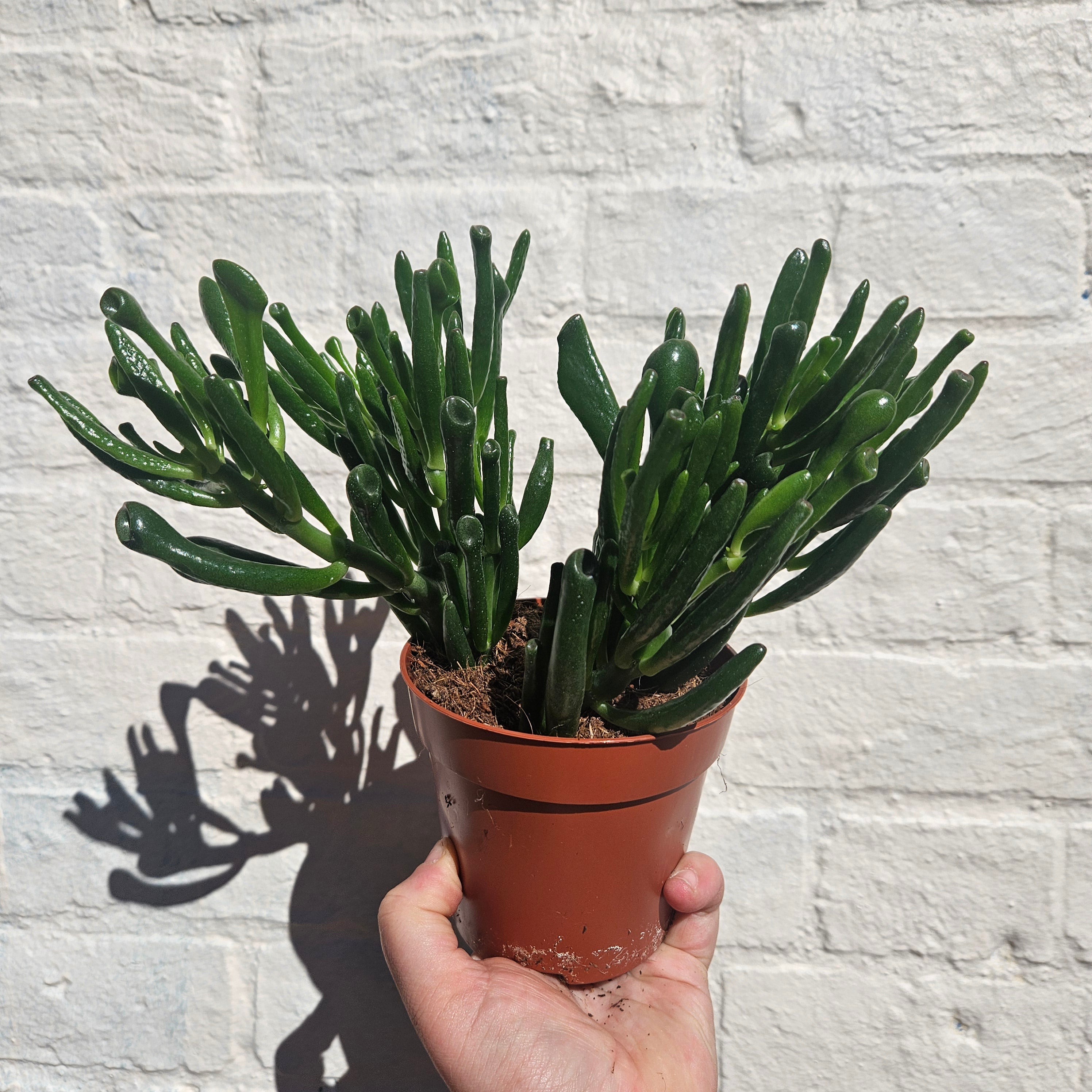 Crassula ovata &