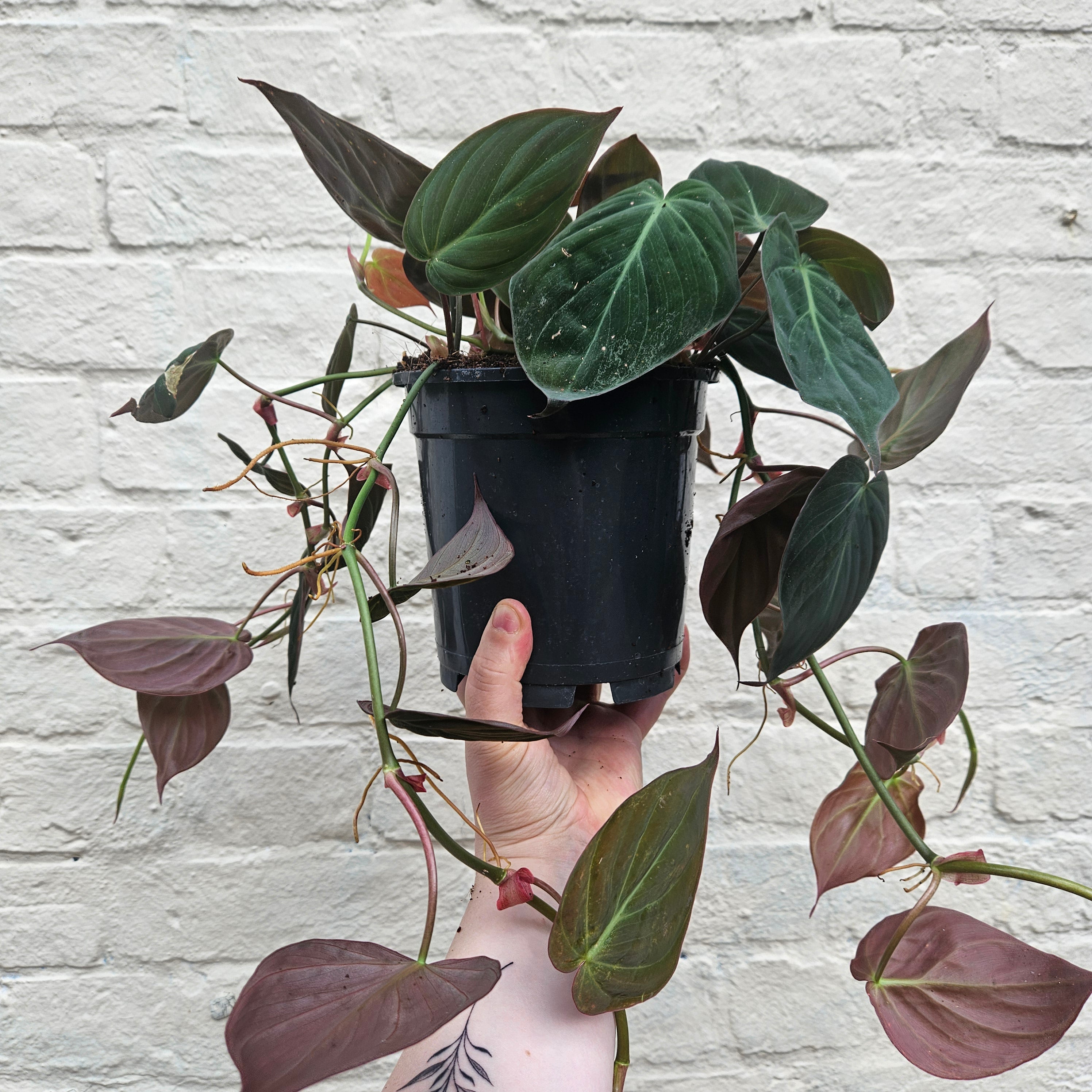 philodendron hederaceum micans verzorging Buy Philodendron hederaceum (Philodendron Micans)