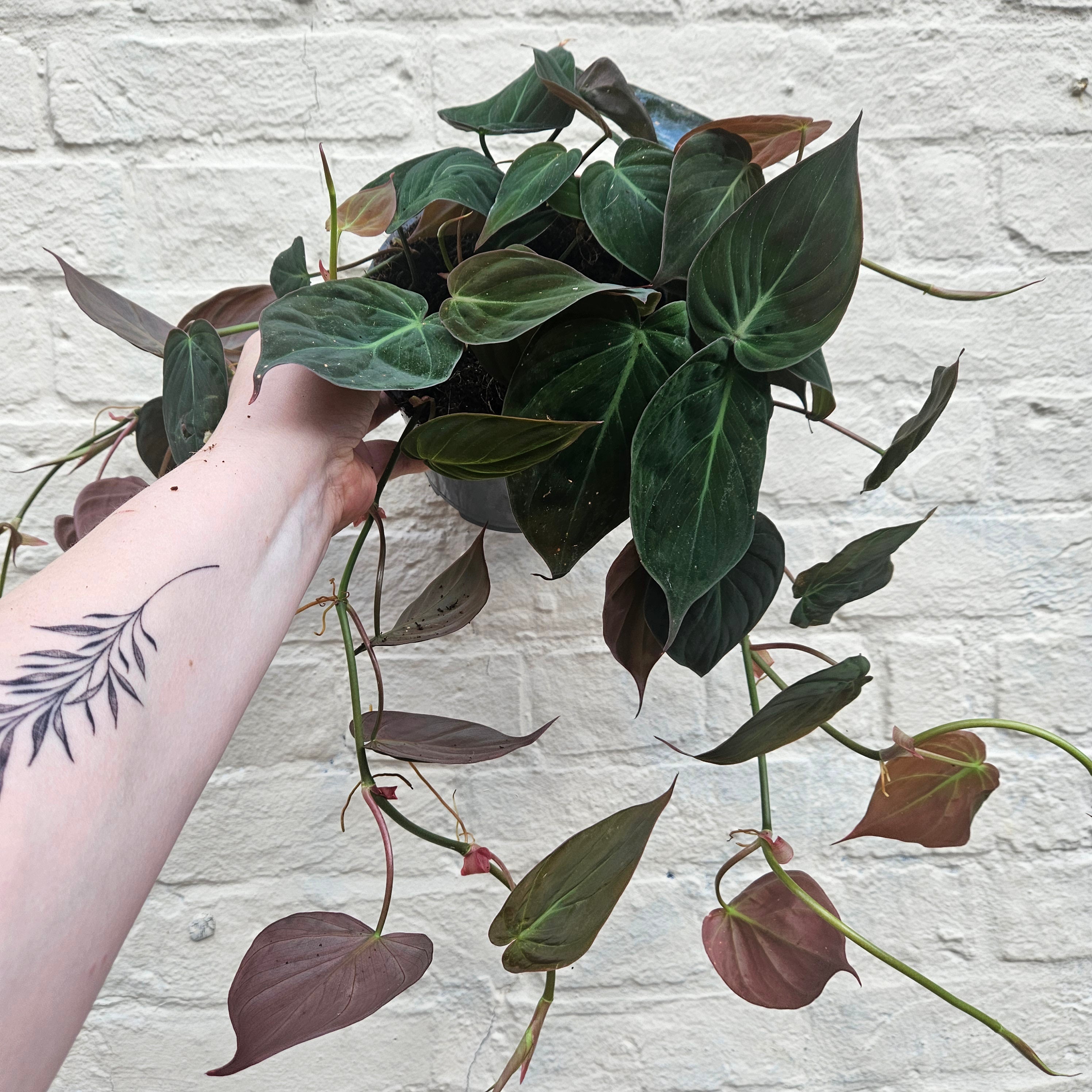 Philodendron hederaceum var. hederaceum (Philodendron Micans)