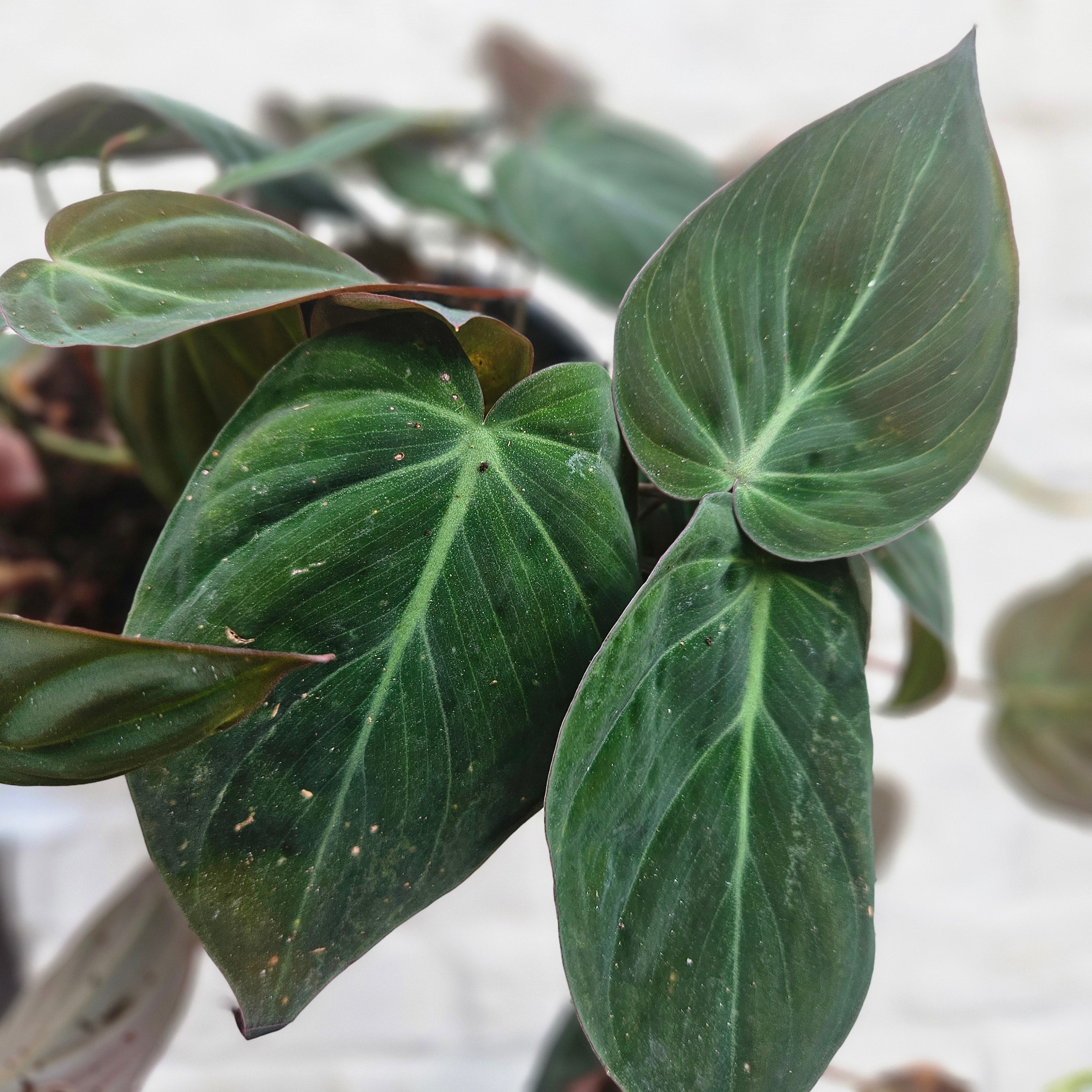 Philodendron hederaceum var. hederaceum (Philodendron Micans)