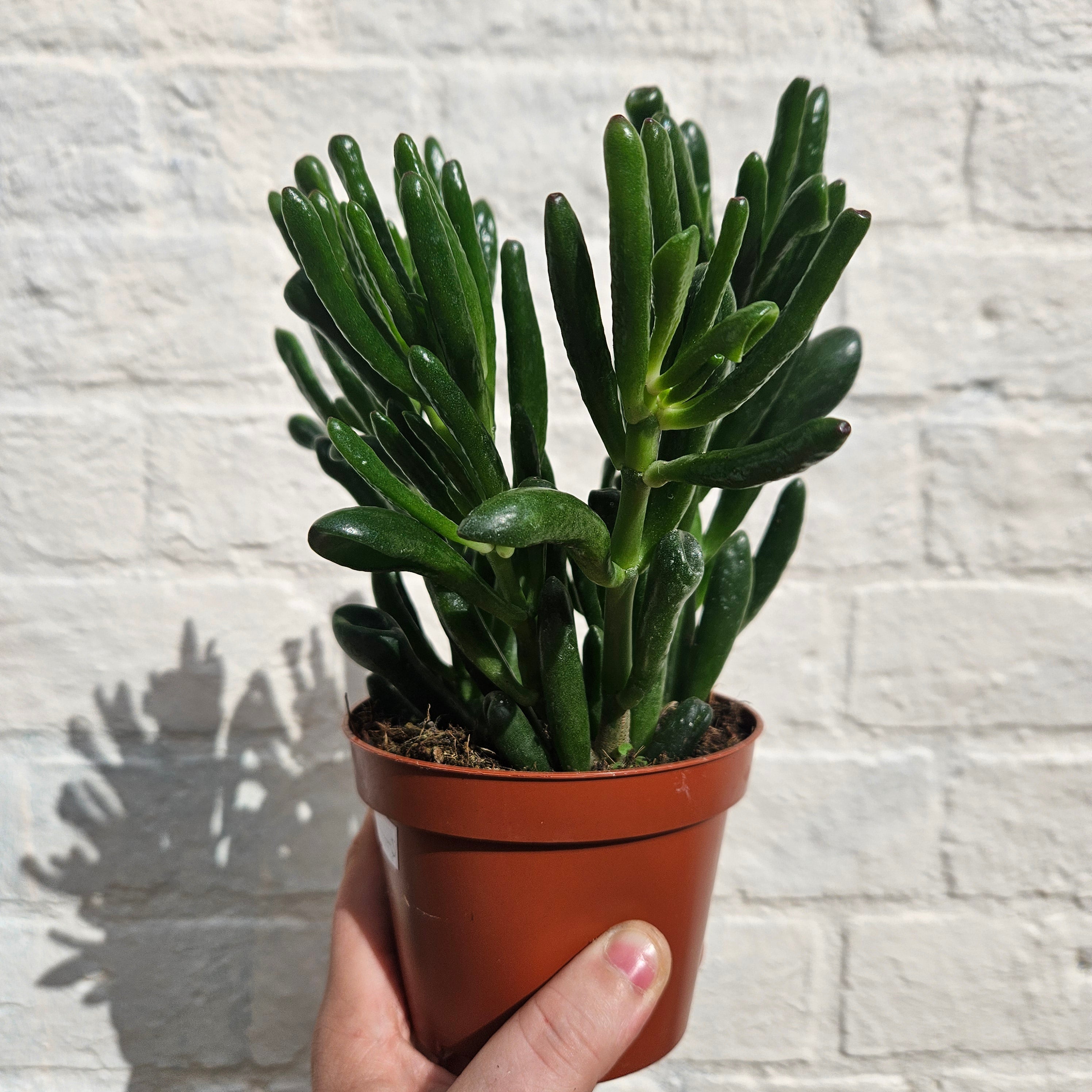 Crassula ovata &