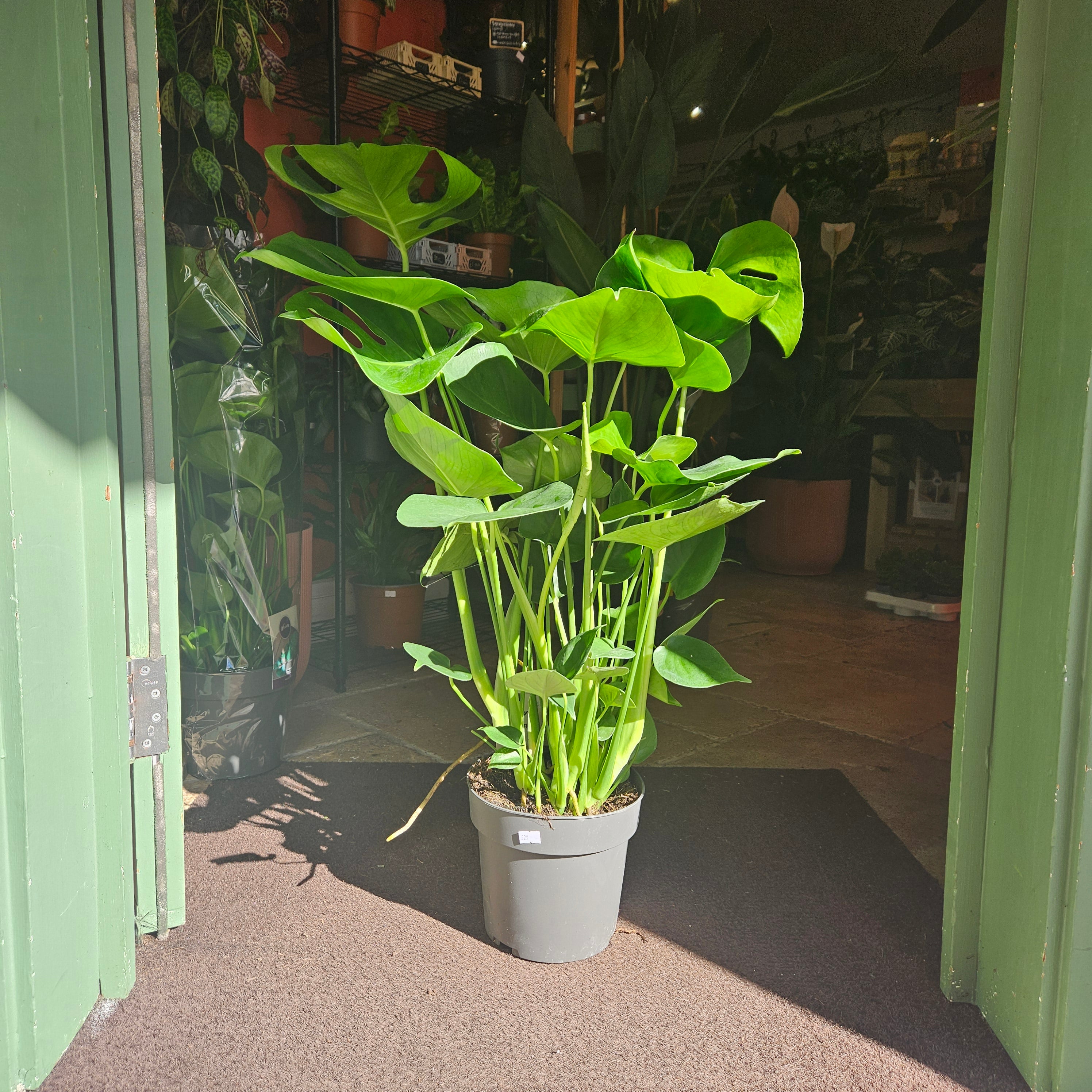 Monstera Deliciosa (Cheese Plant / Swiss Cheese Plant) - Various Sizes