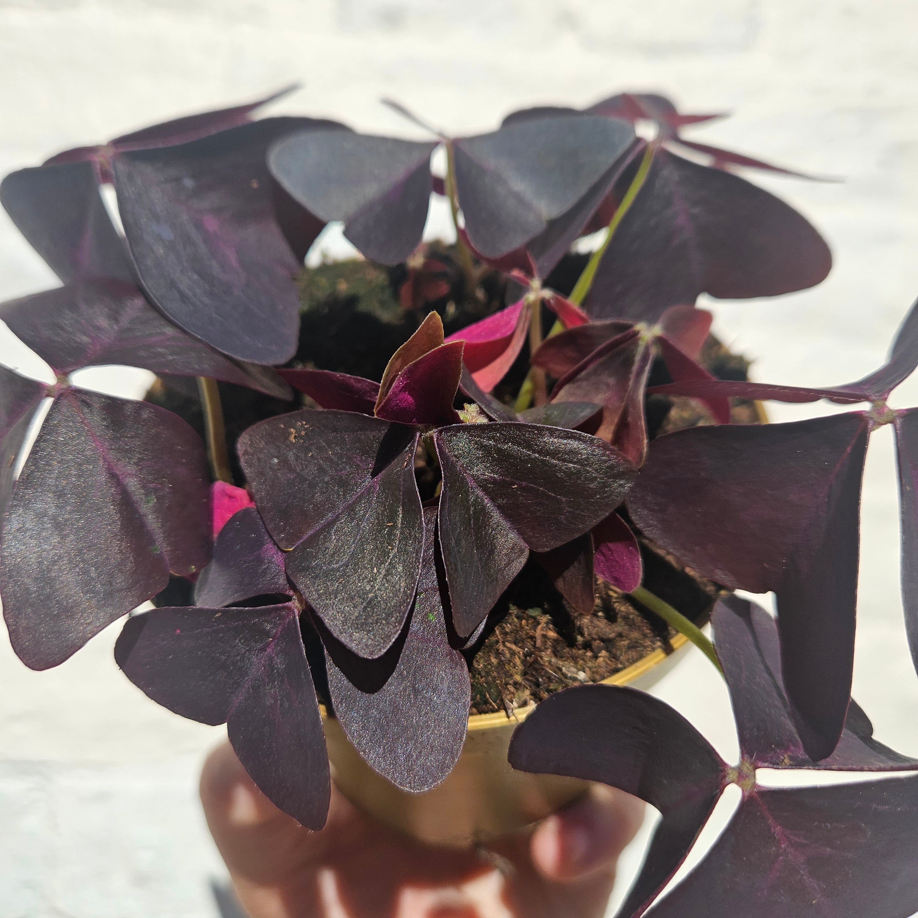 Oxalis triangularis (False Shamrock / purple plant)