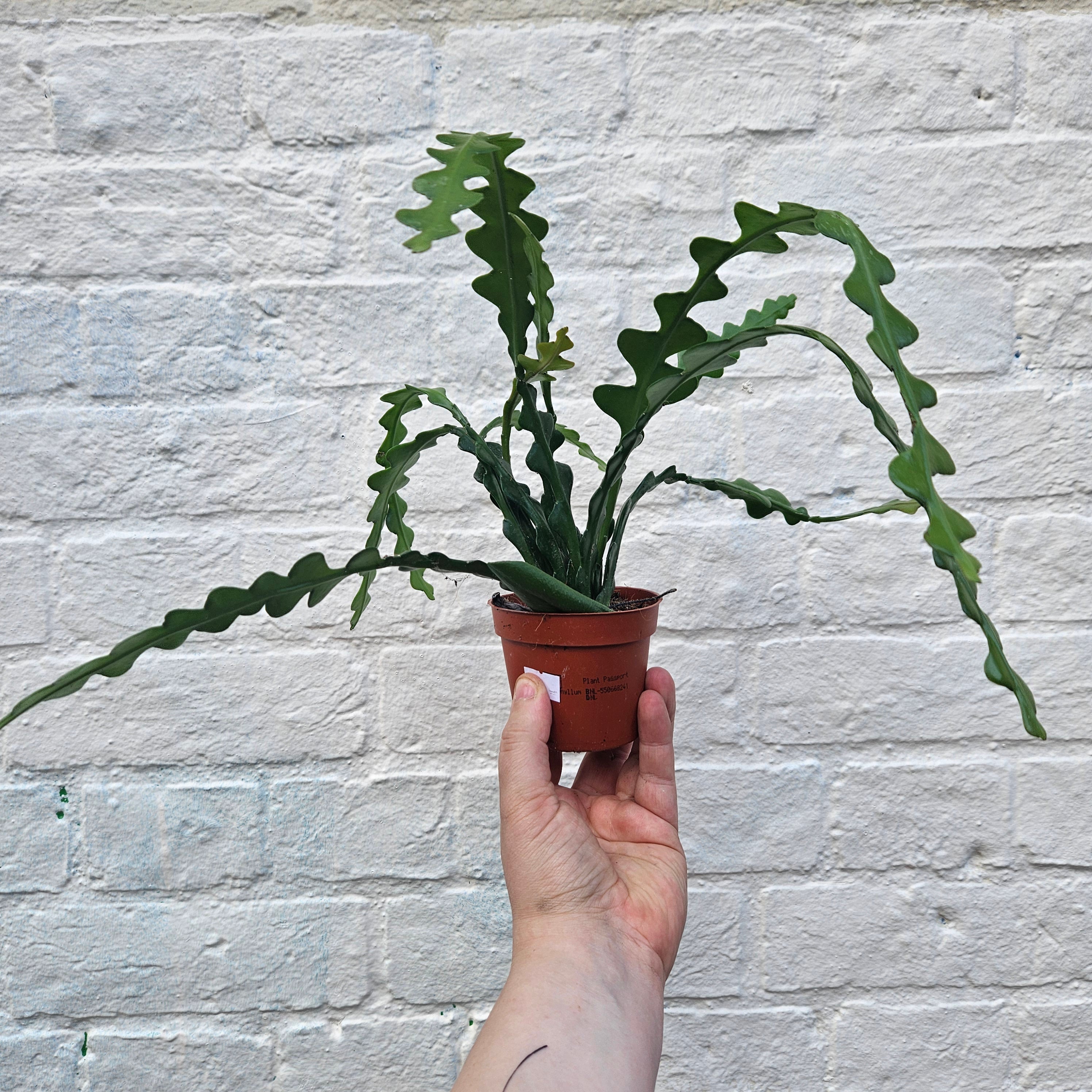 Disocactus anguliger syn. Epiphyllum anguliger (Fishbone Cactus)- Multiple sizes