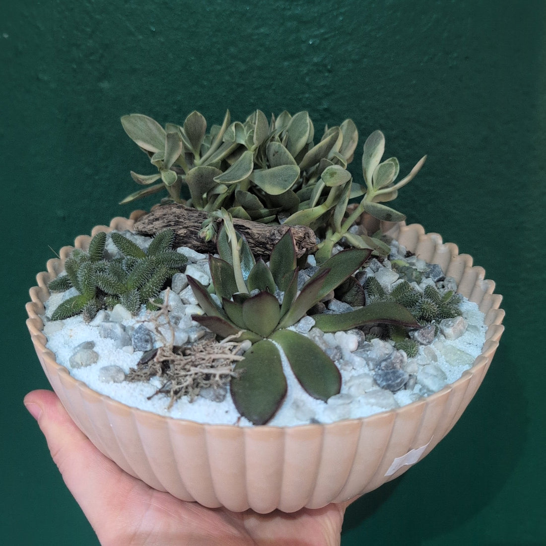 Round Bowl Open Terrarium