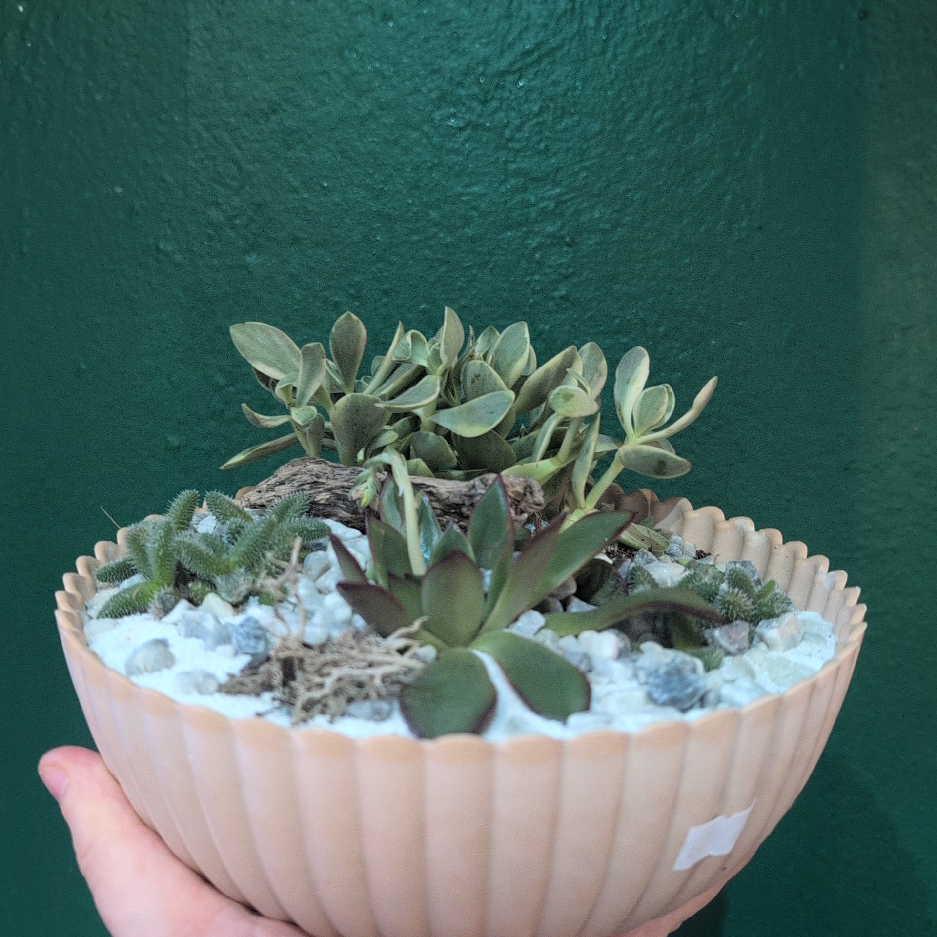 Round Bowl Open Terrarium