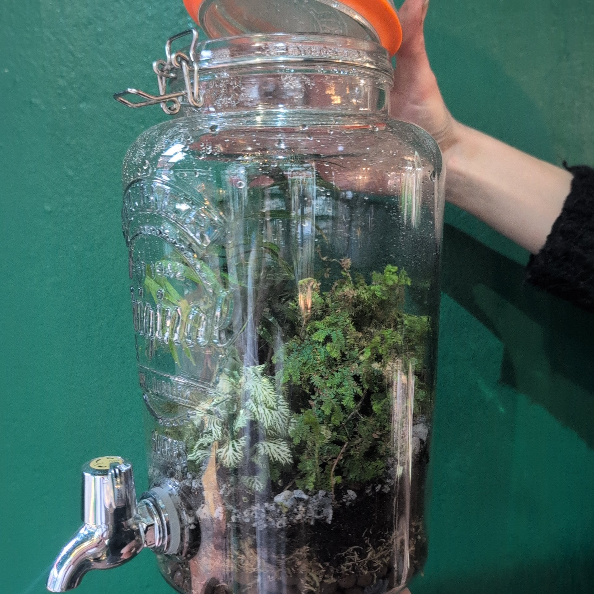 Water dispenser Terrarium