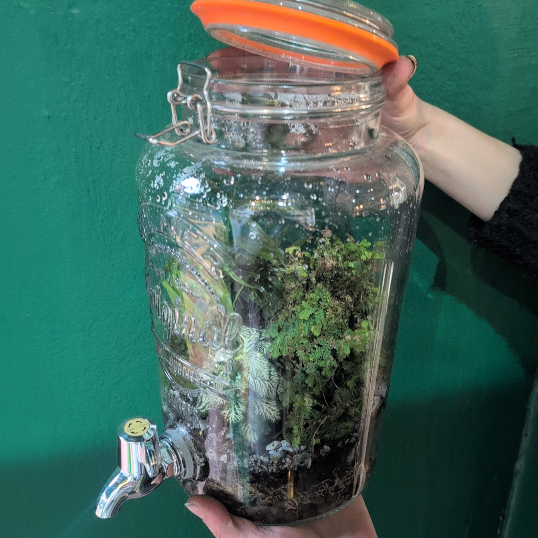 Water dispenser Terrarium