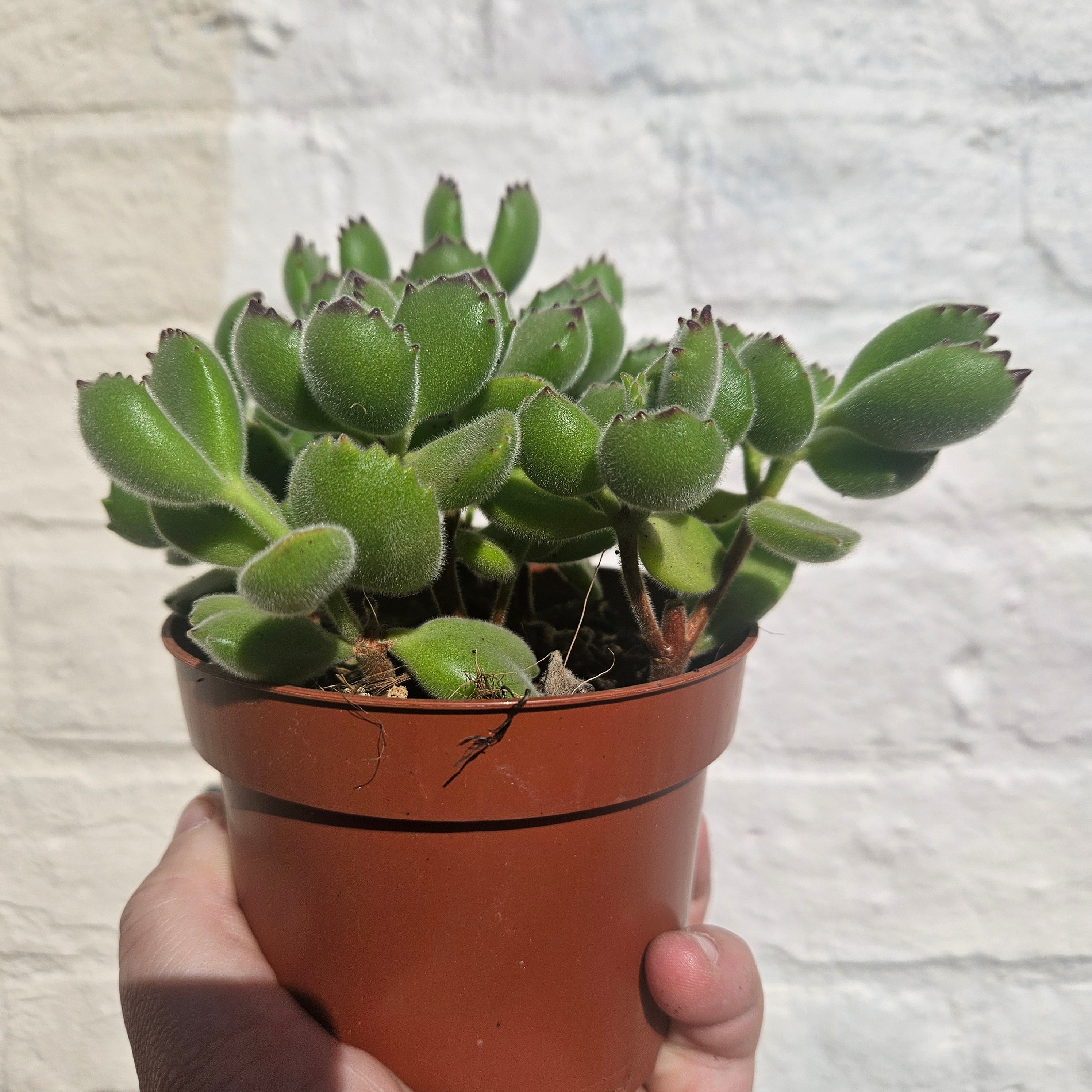Cotyledon tomentosa &