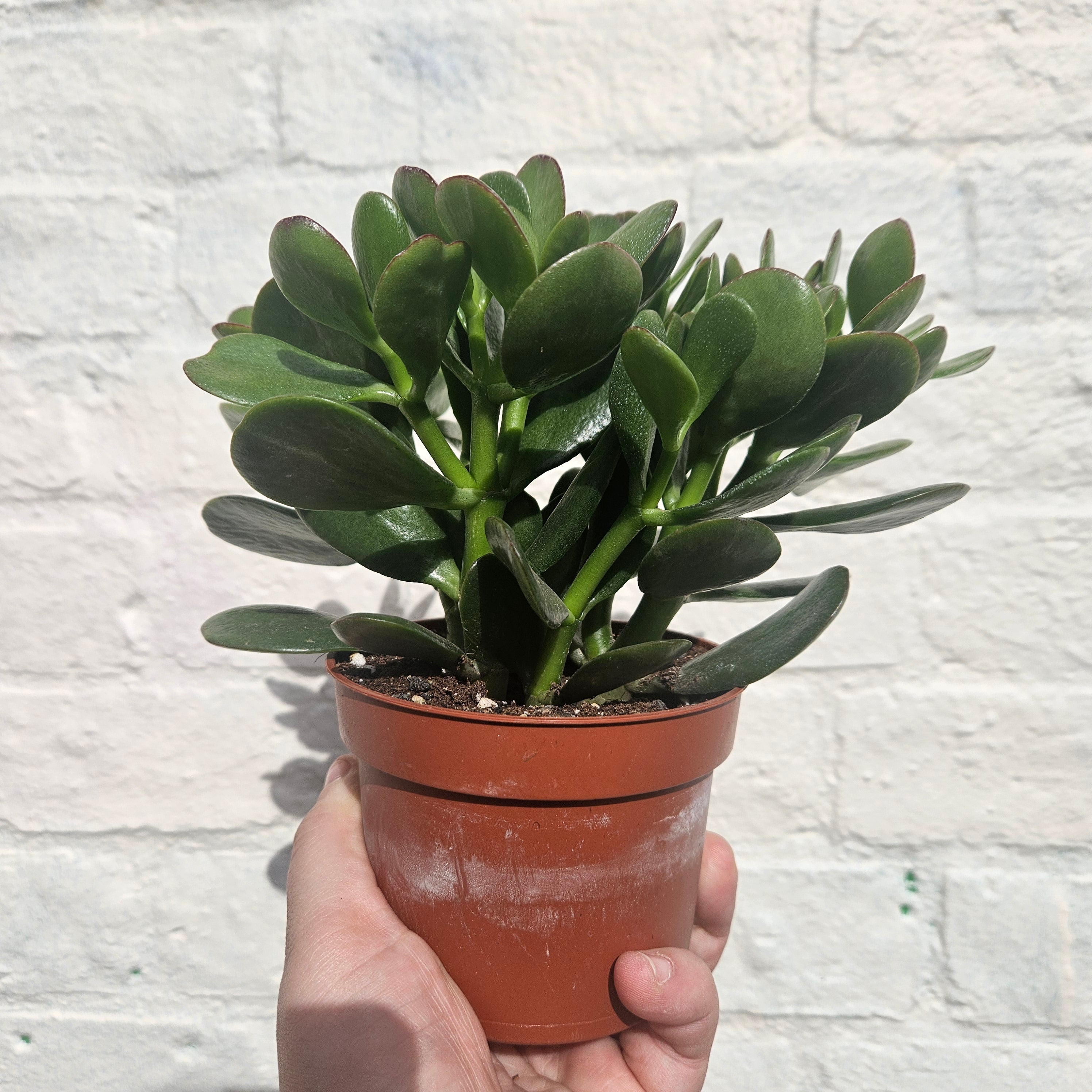 Crassula ovata (Jade plant/Succulent)