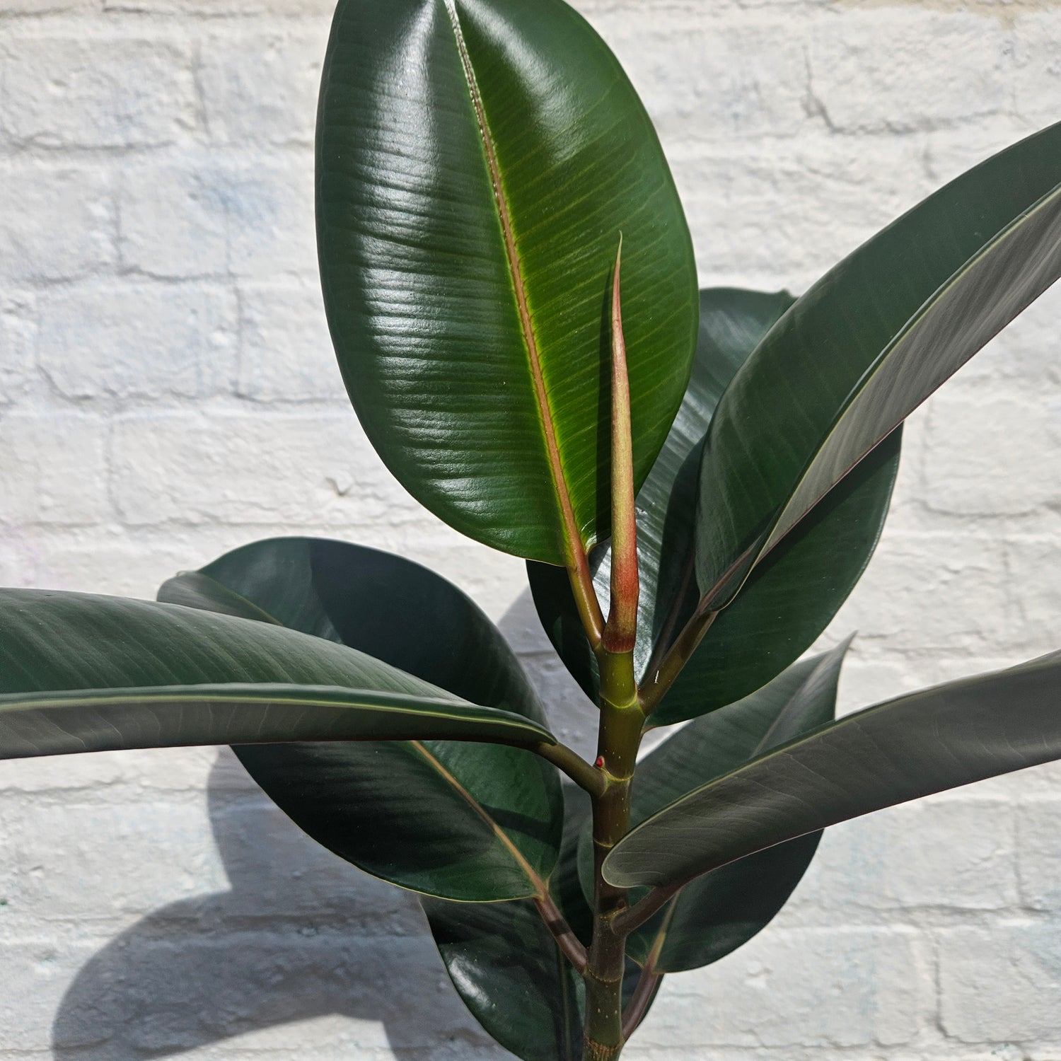 Ficus elastica (Rubber Plant) -5 varieties available