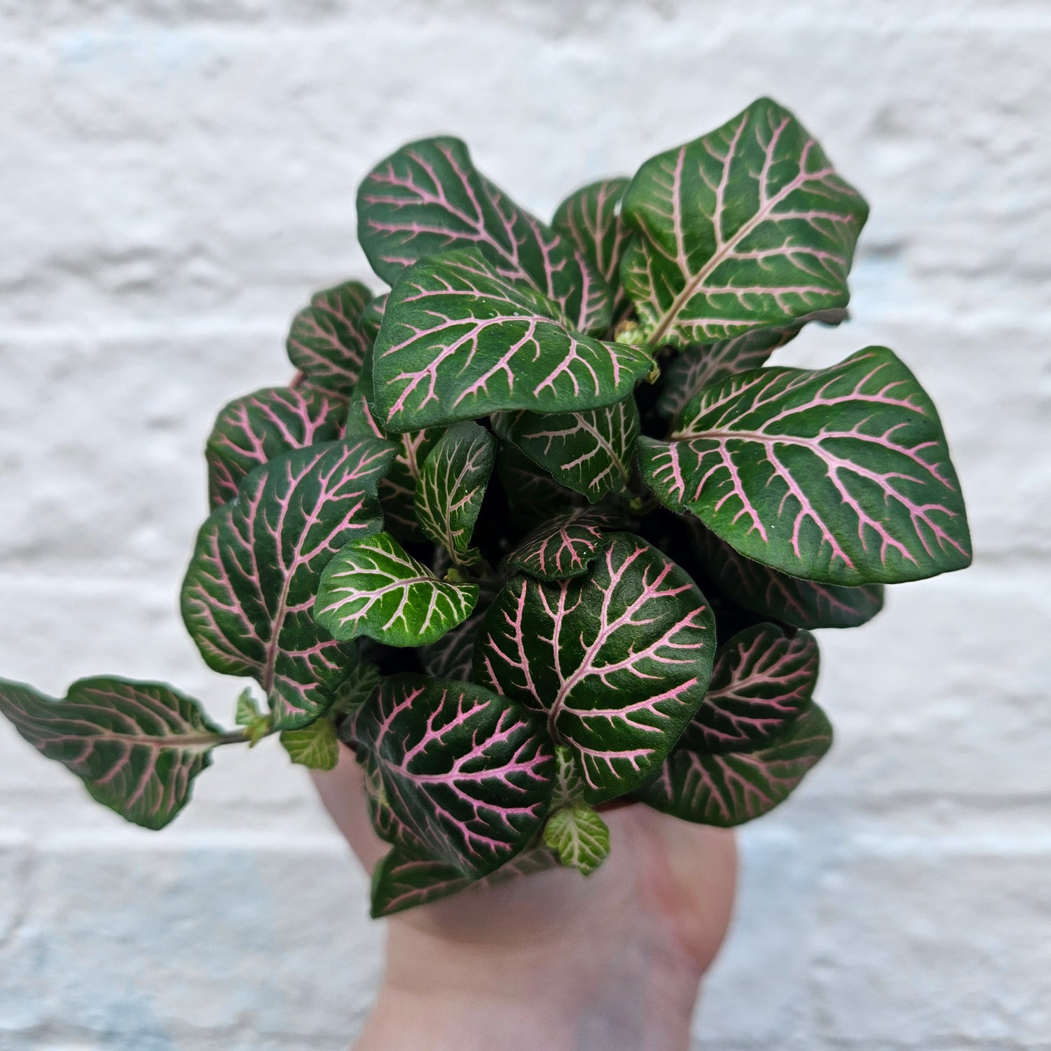 Fittonia varieties (Nerve plant/ Mosaic plant)