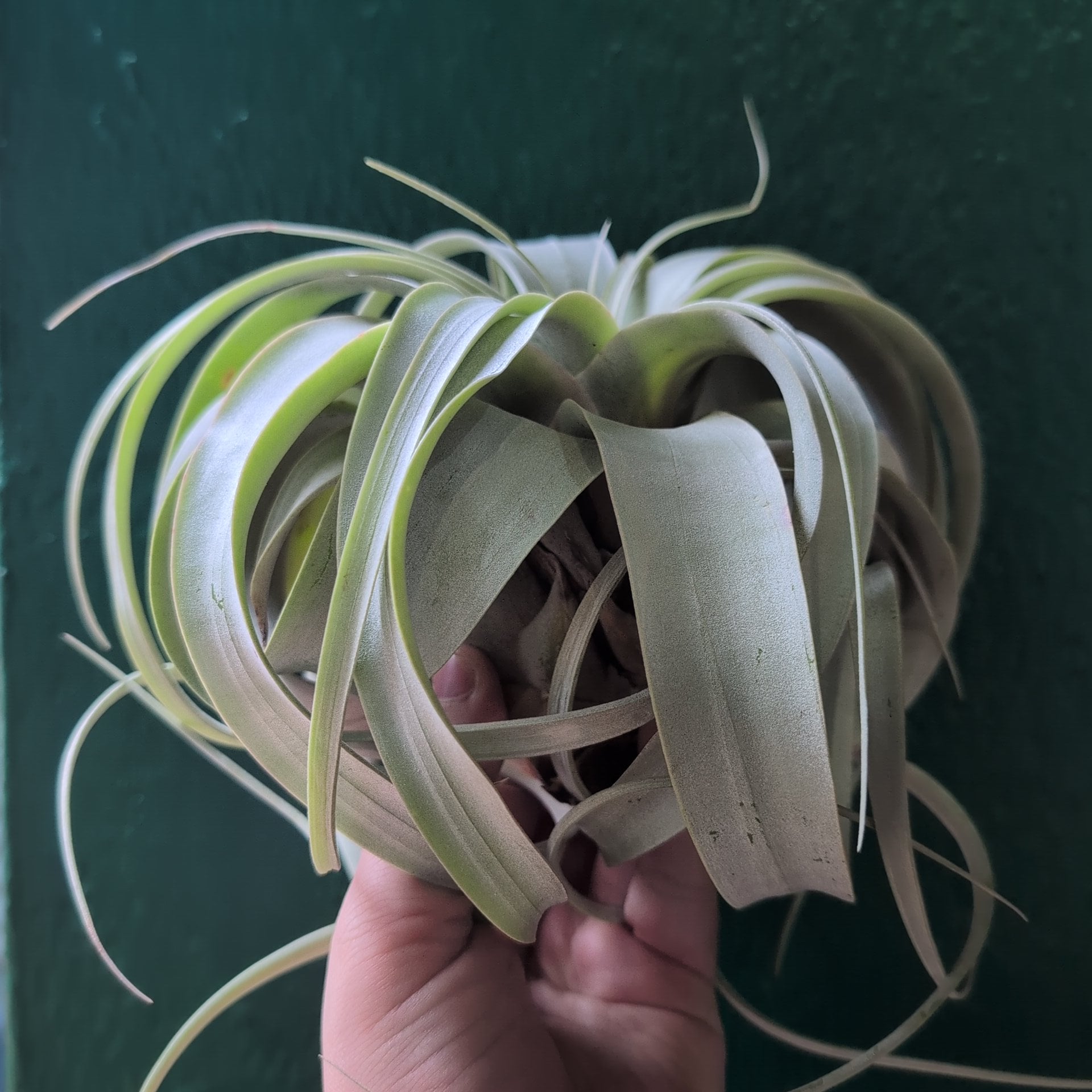Tillandsia Xerographica (Air plant)