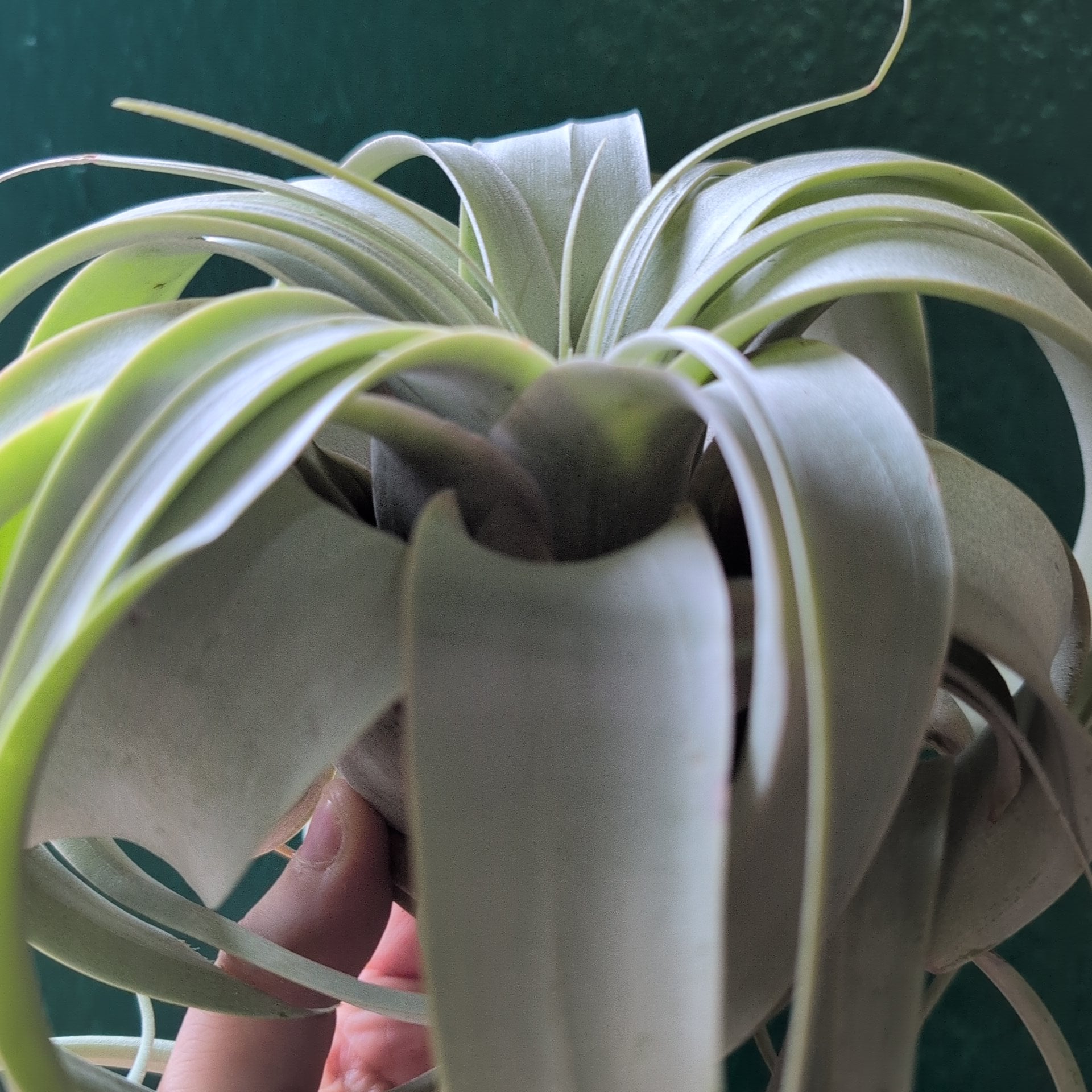 Tillandsia Xerographica (Air plant)