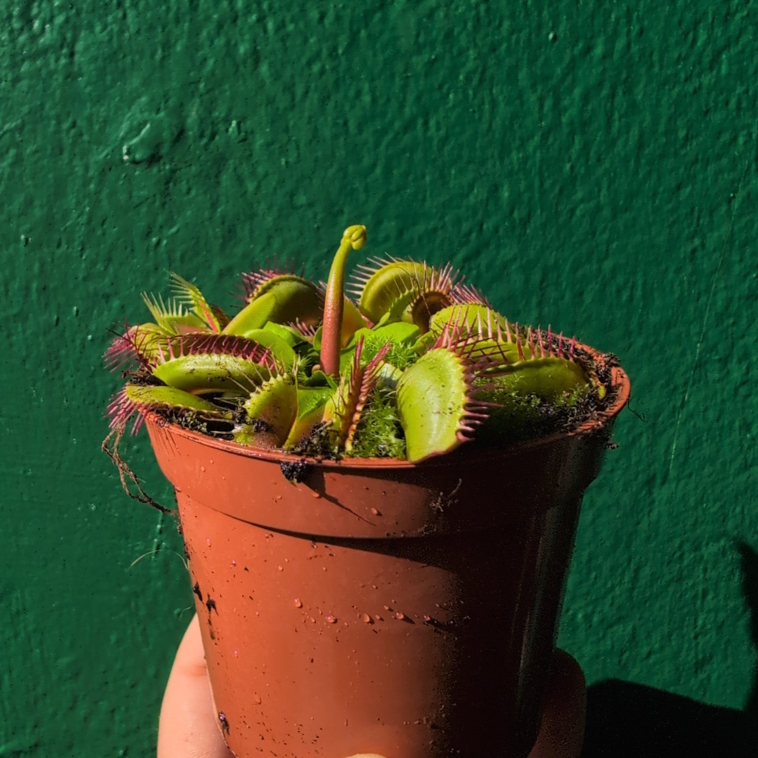 Dionaea muscipula (Venus flytrap)