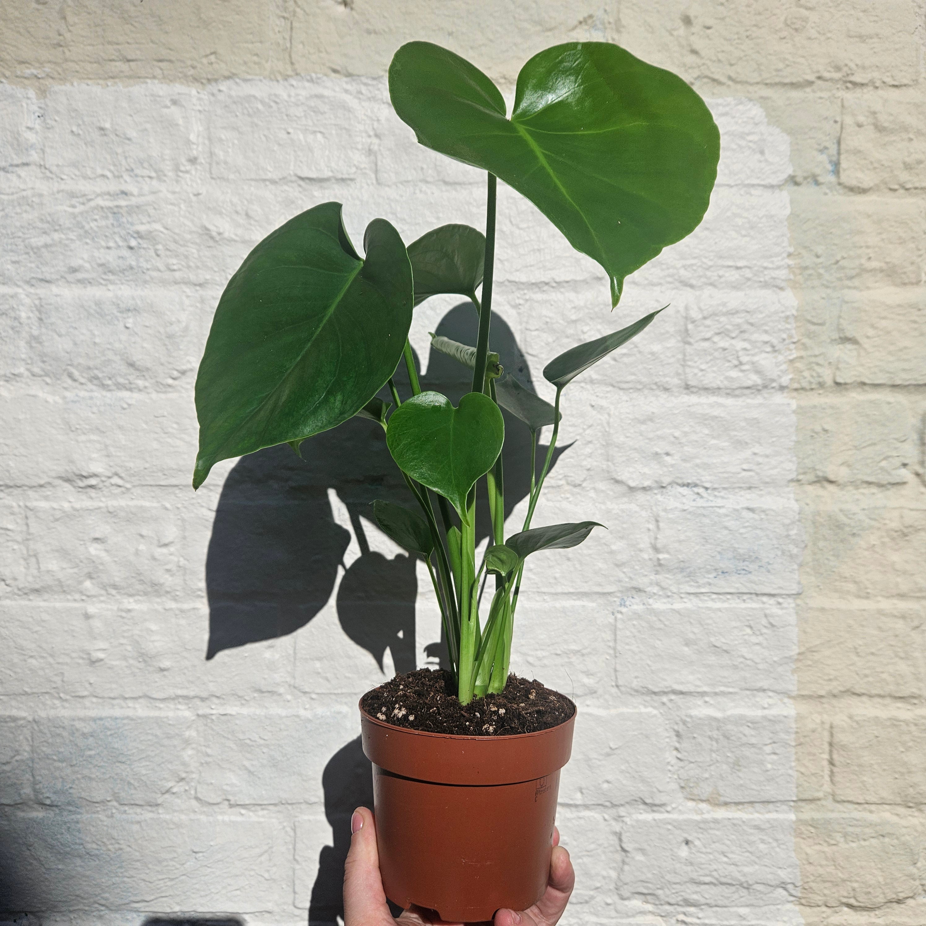 monstera tauerii Buy Monstera deliciosa 'Tauerii' (Dwarf Cheese Plant)