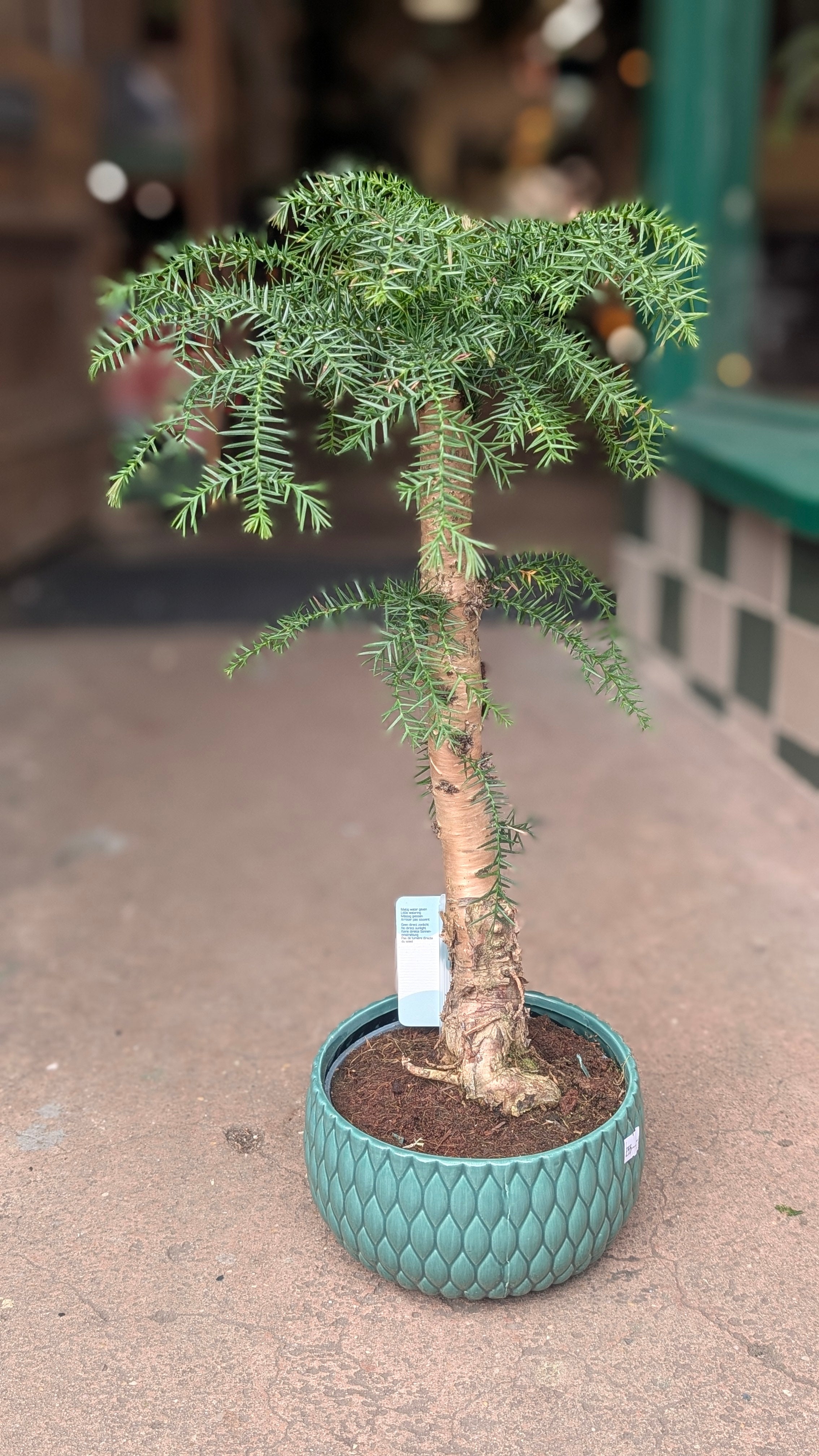 Araucaria heterophylla (Norfolk Island pine)