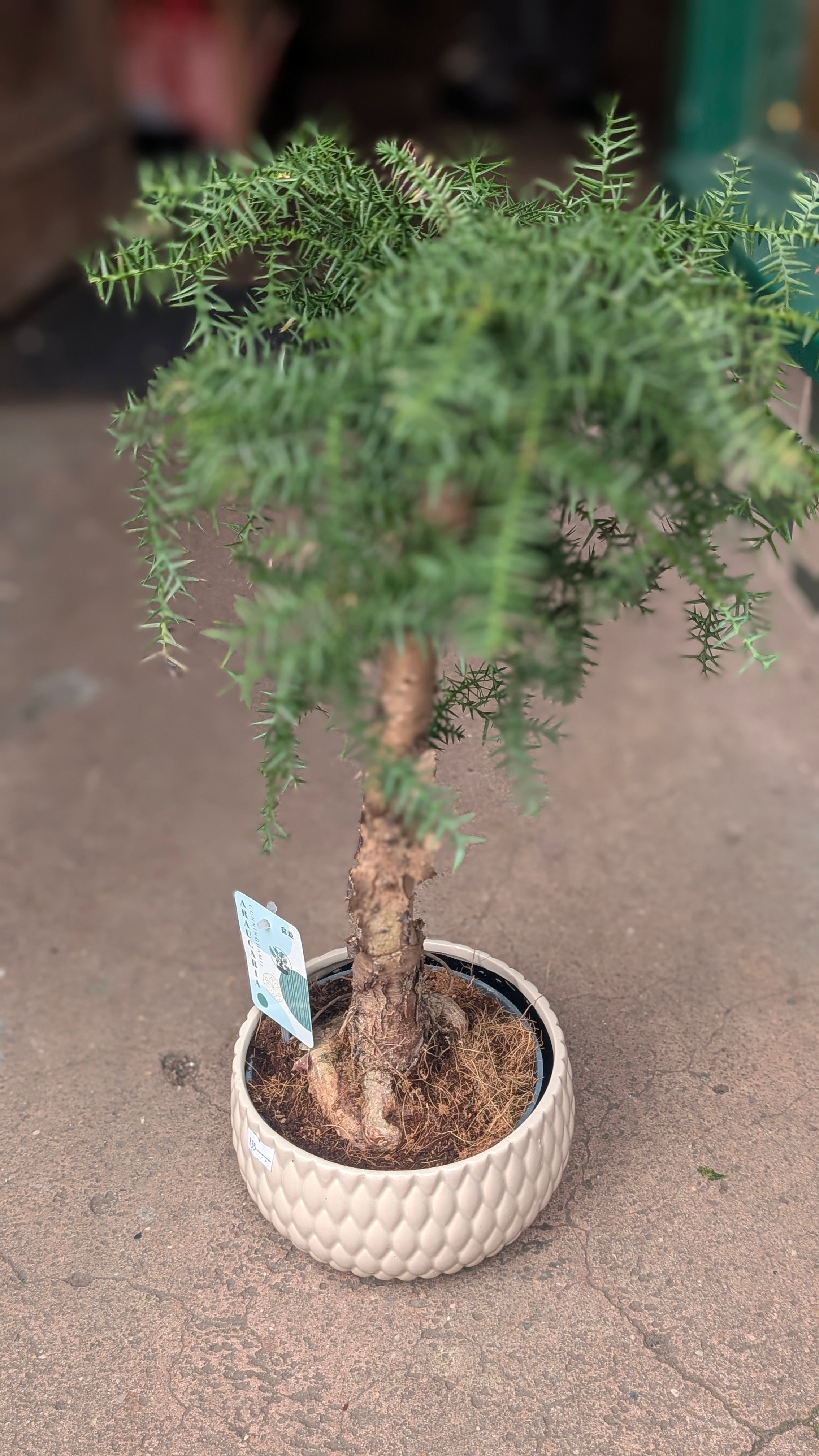 Araucaria heterophylla (Norfolk Island pine)