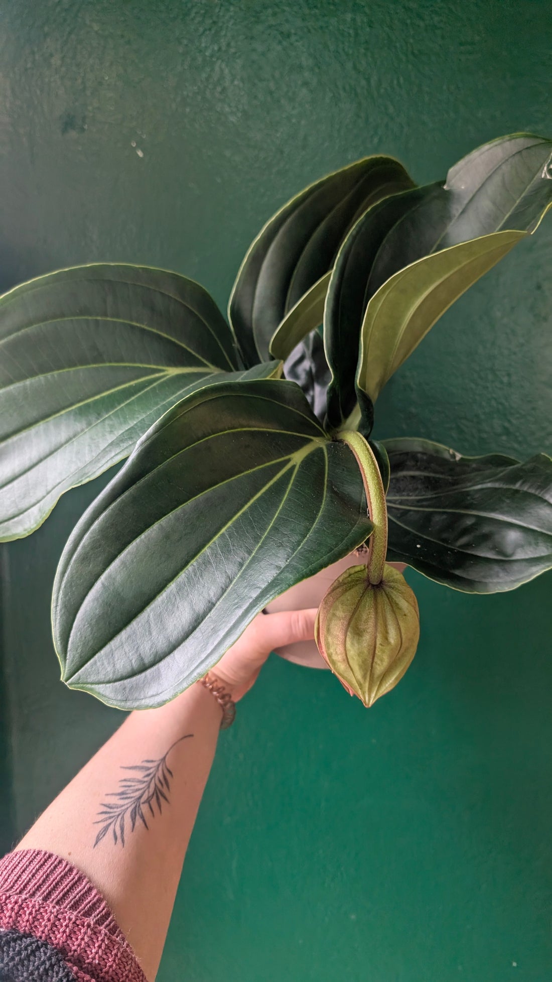 Medinilla magnifica &